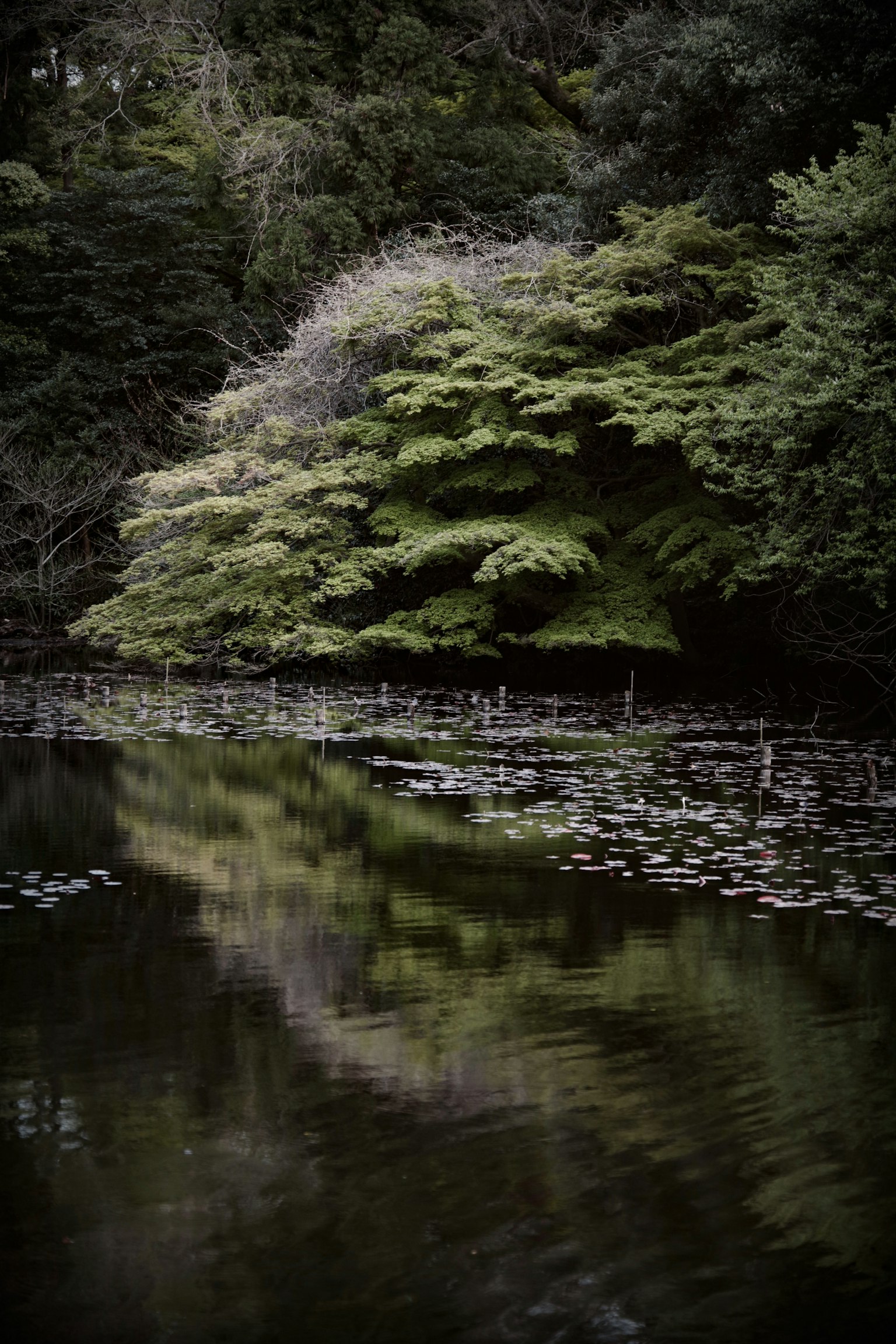 宁静的场景，绿色树木在平静的池塘中倒影