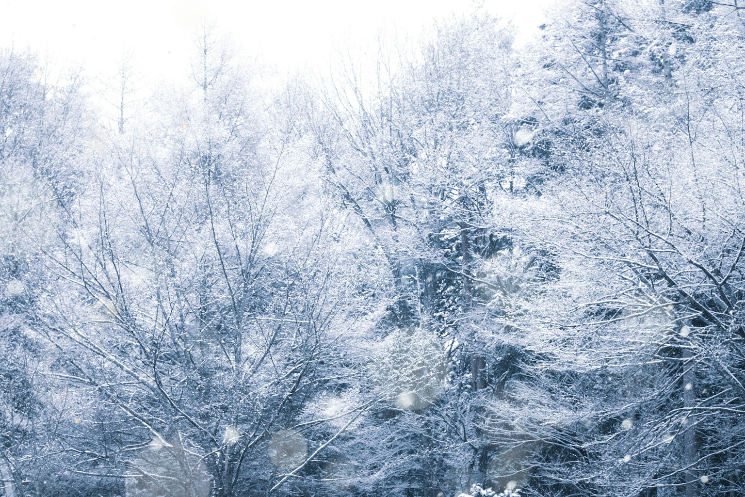 Winter landscape with snow-covered trees