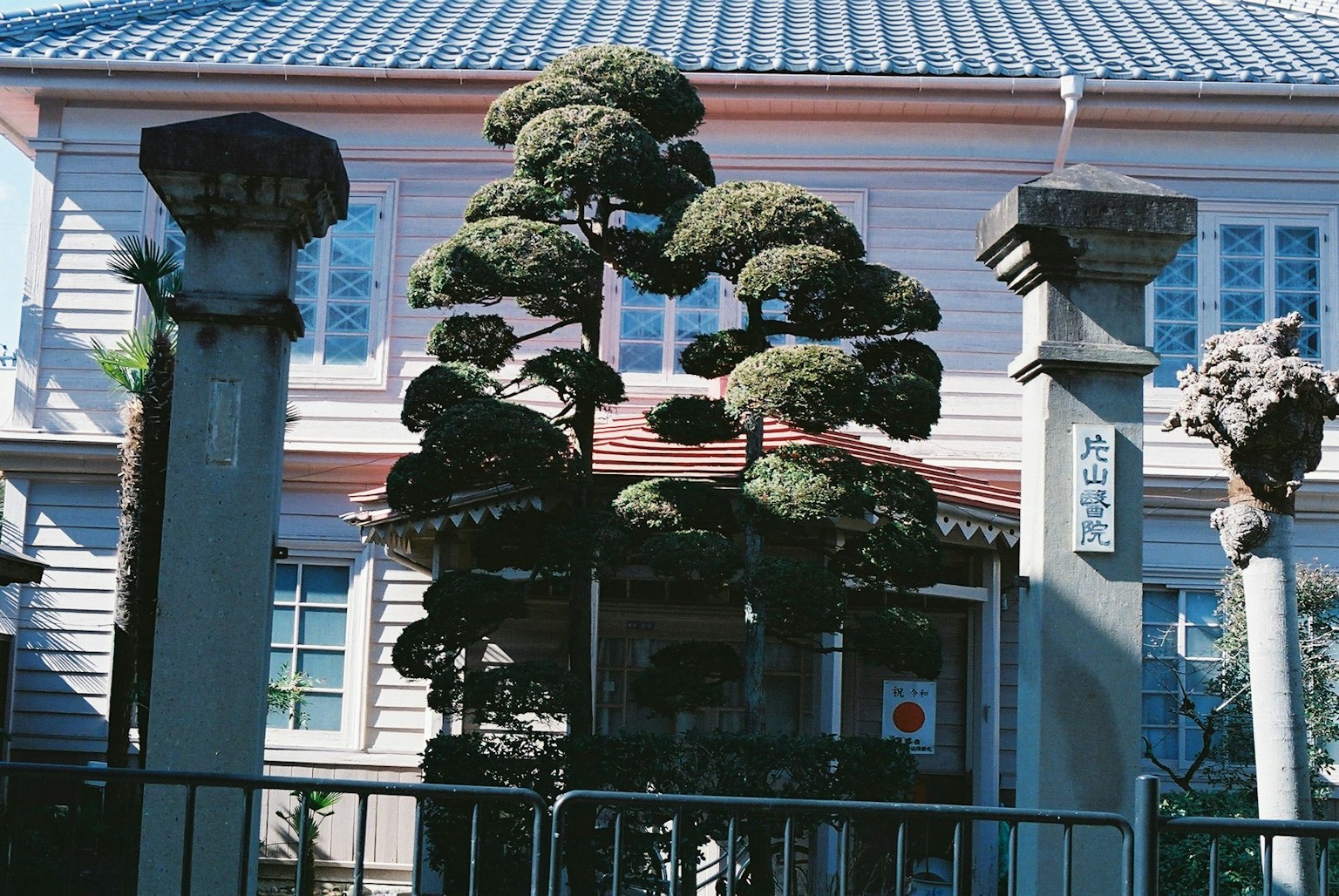 Albero bonsai dalla forma unica davanti a un edificio con colonne