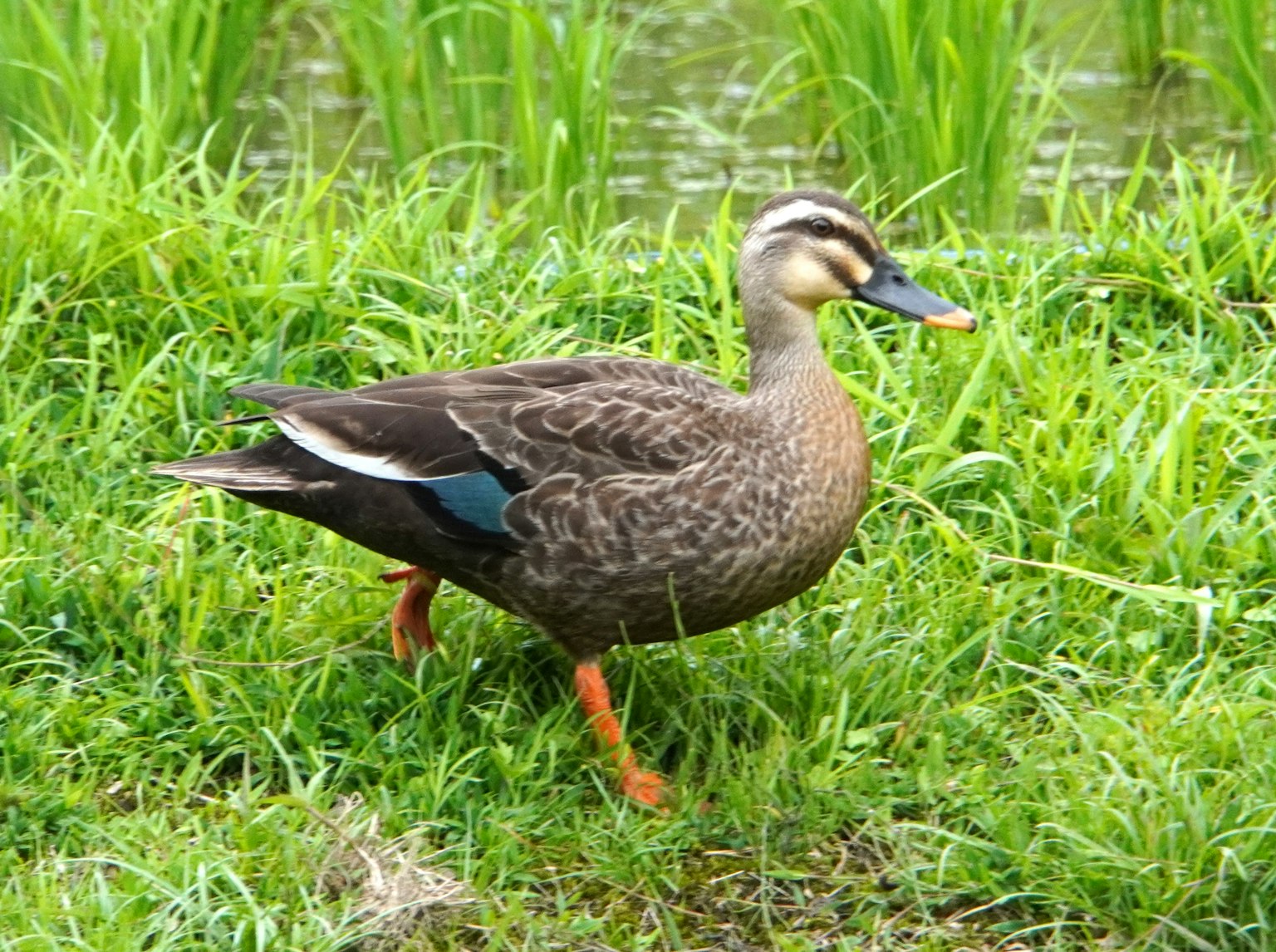 Bebek berjalan di atas rumput dekat air