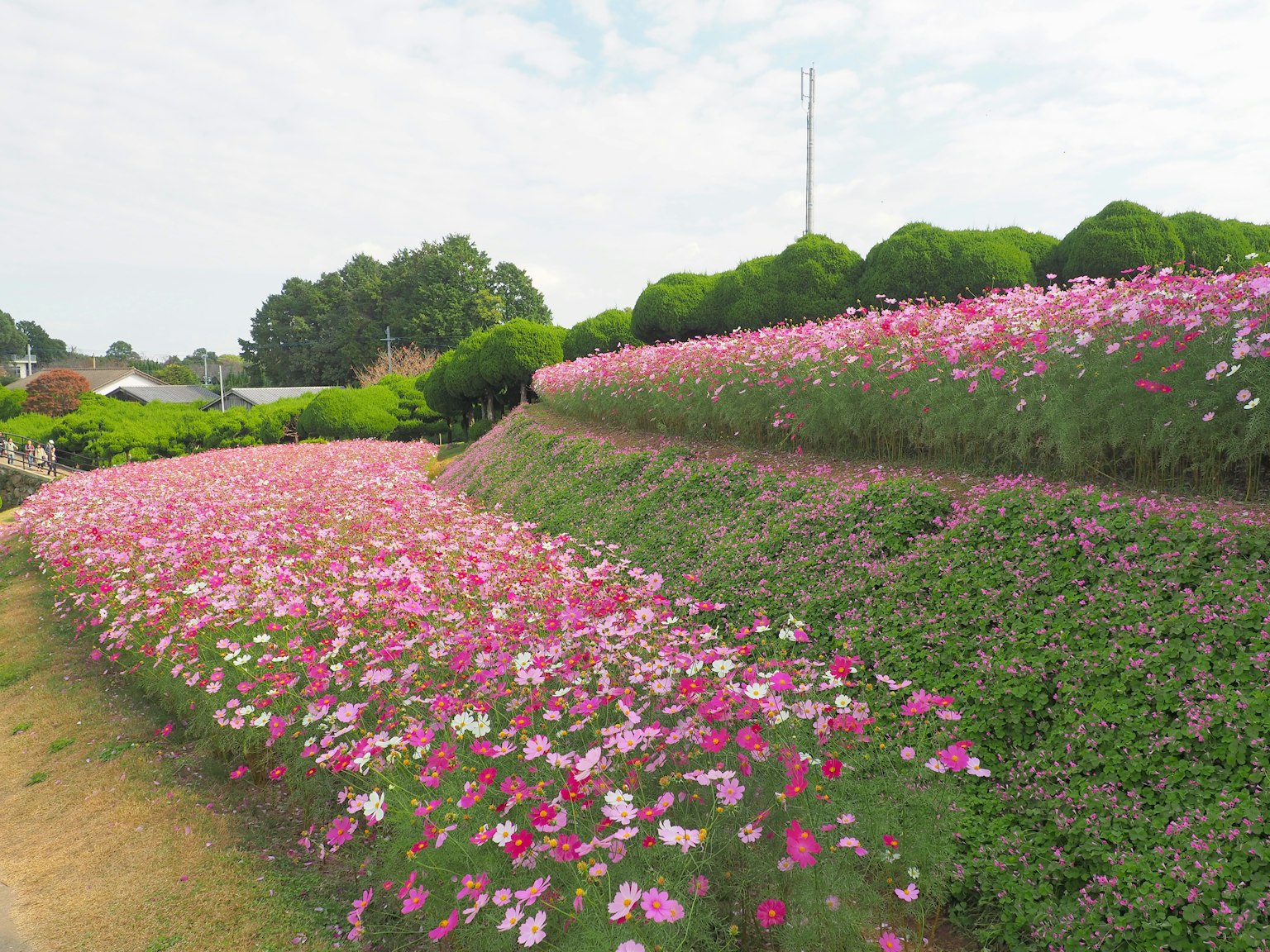 Eine Hügellandschaft mit blühenden rosa und grünen Blumen