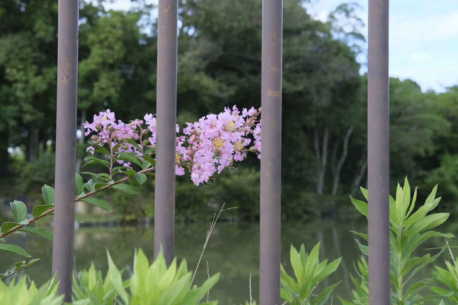 Pink flowers partially visible through metal bars with greenery in the background