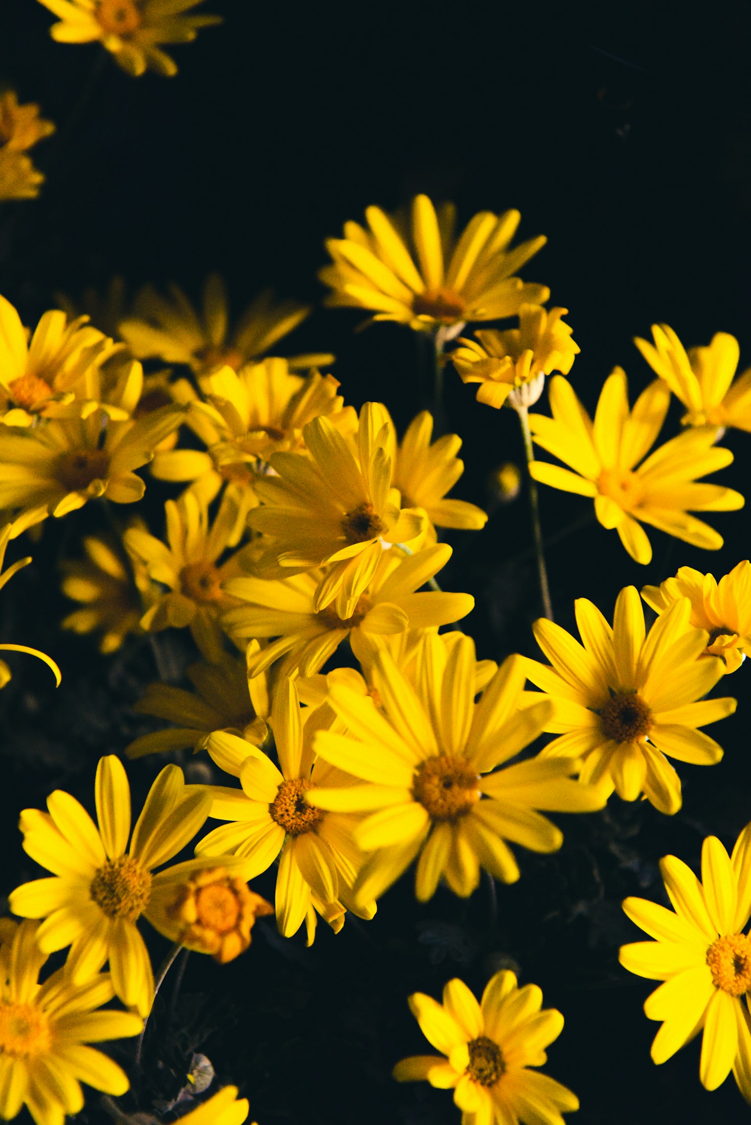 Flores amarillas vibrantes esparcidas sobre un fondo oscuro