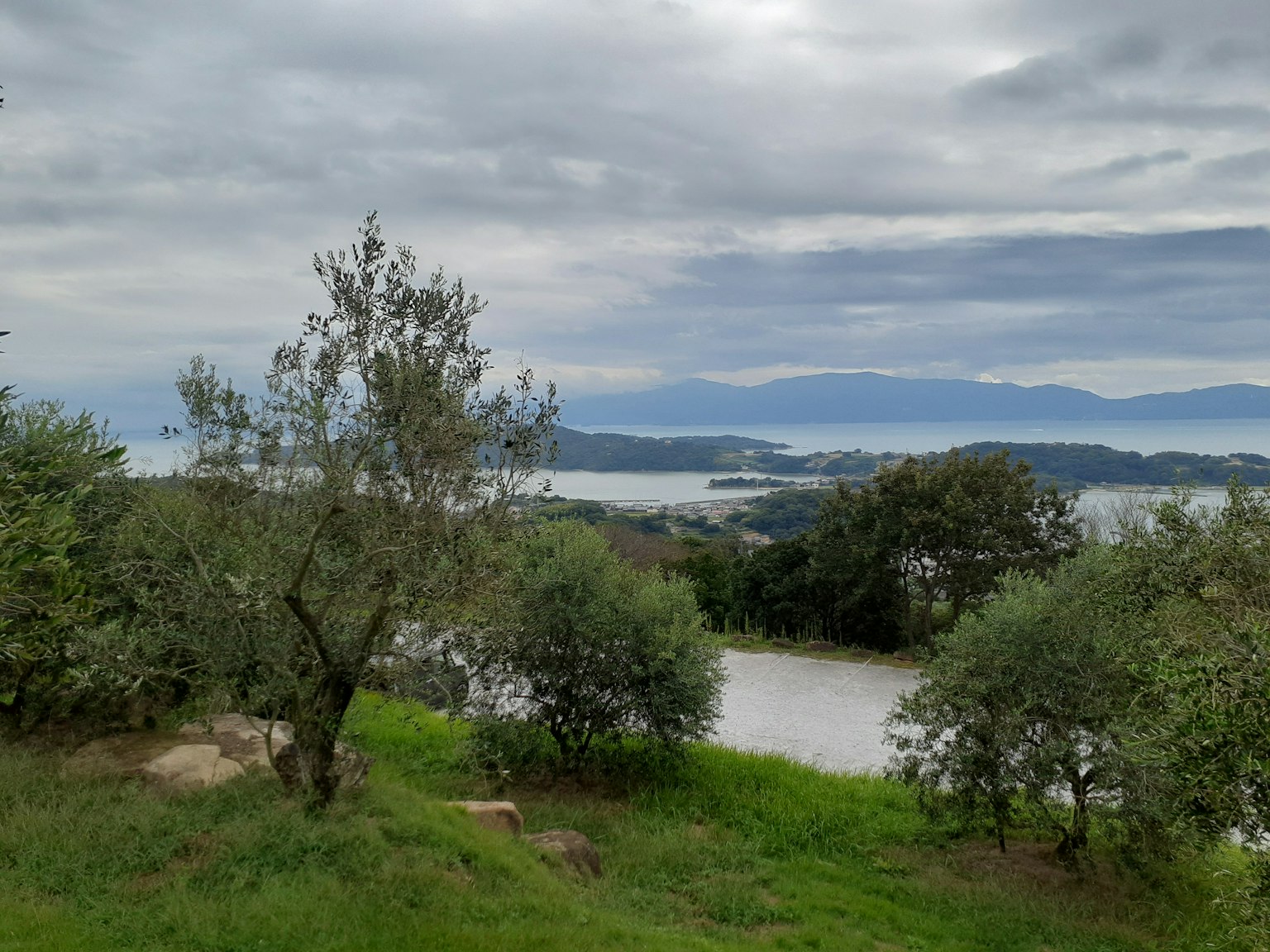 Pemandangan tenang danau dari bukit dengan pohon zaitun