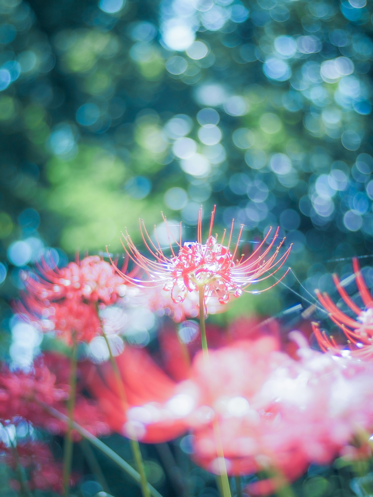 Lirios araña rojos en flor con un fondo verde borroso