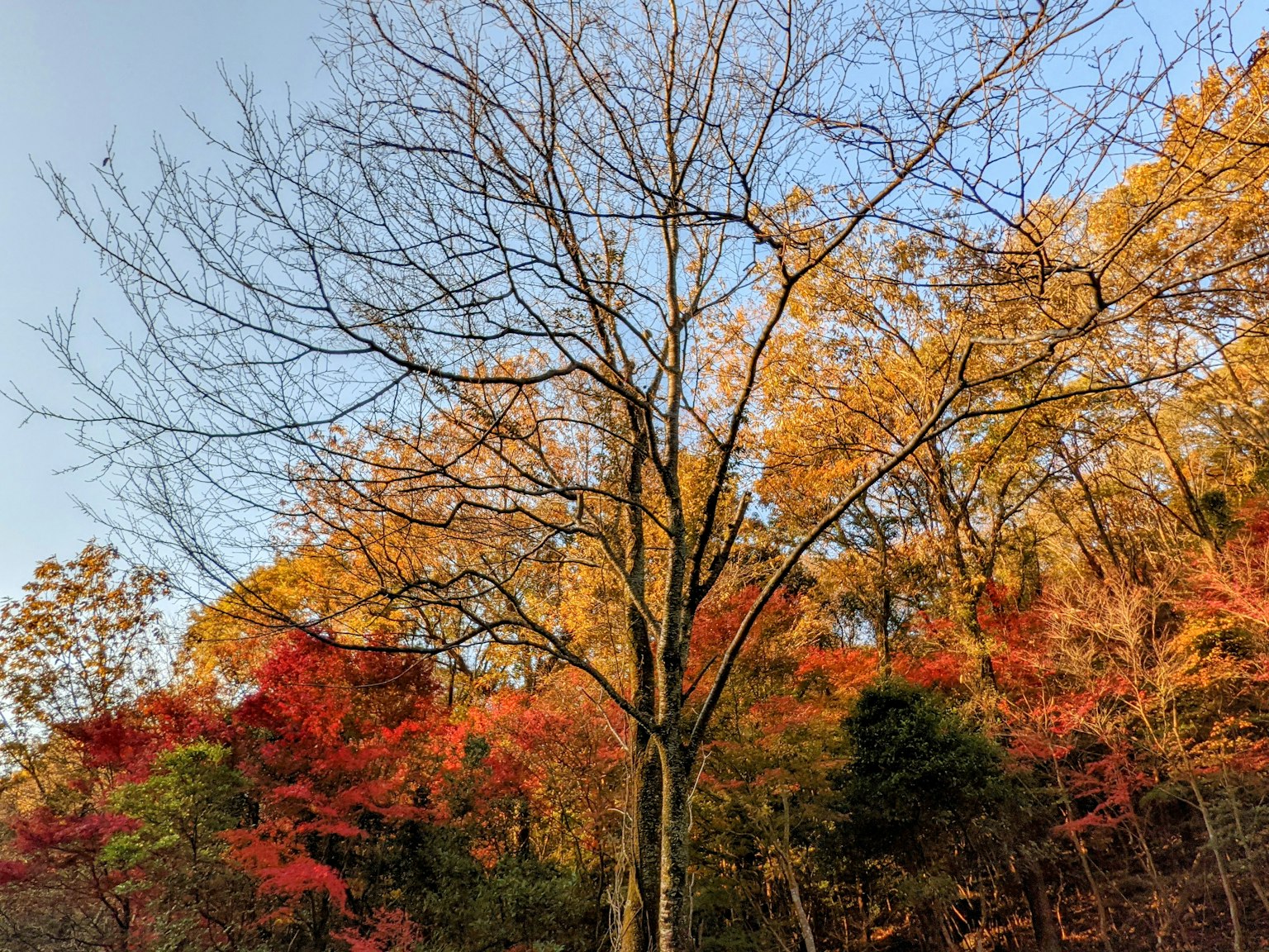 光禿的樹木與秋季色彩的樹葉背景