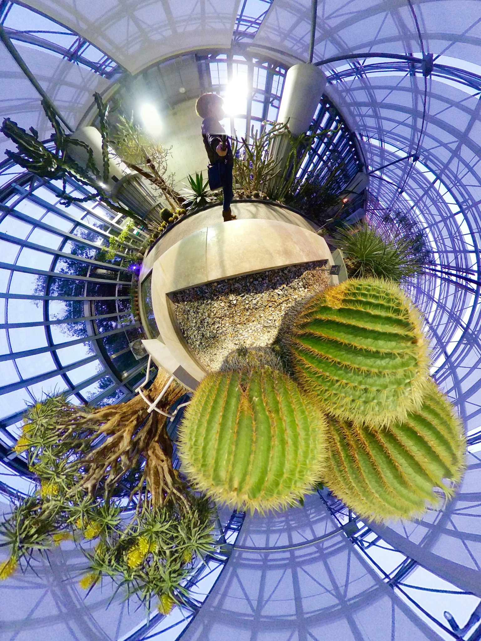 Vue panoramique de cactus dans une serre en verre