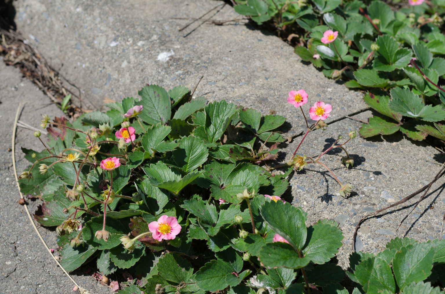 綠色葉子和小粉紅花朵的地面覆蓋物