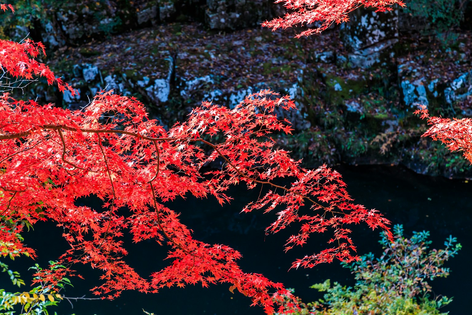 秋天的景色中，鲜艳的红叶映在黑暗的水面上