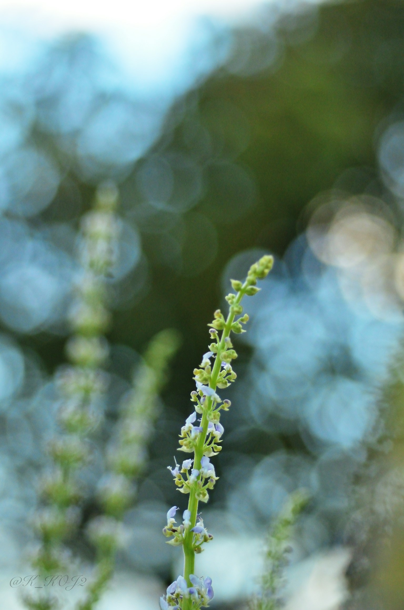 特写植物，带有白色和绿色的花朵，背景为蓝色