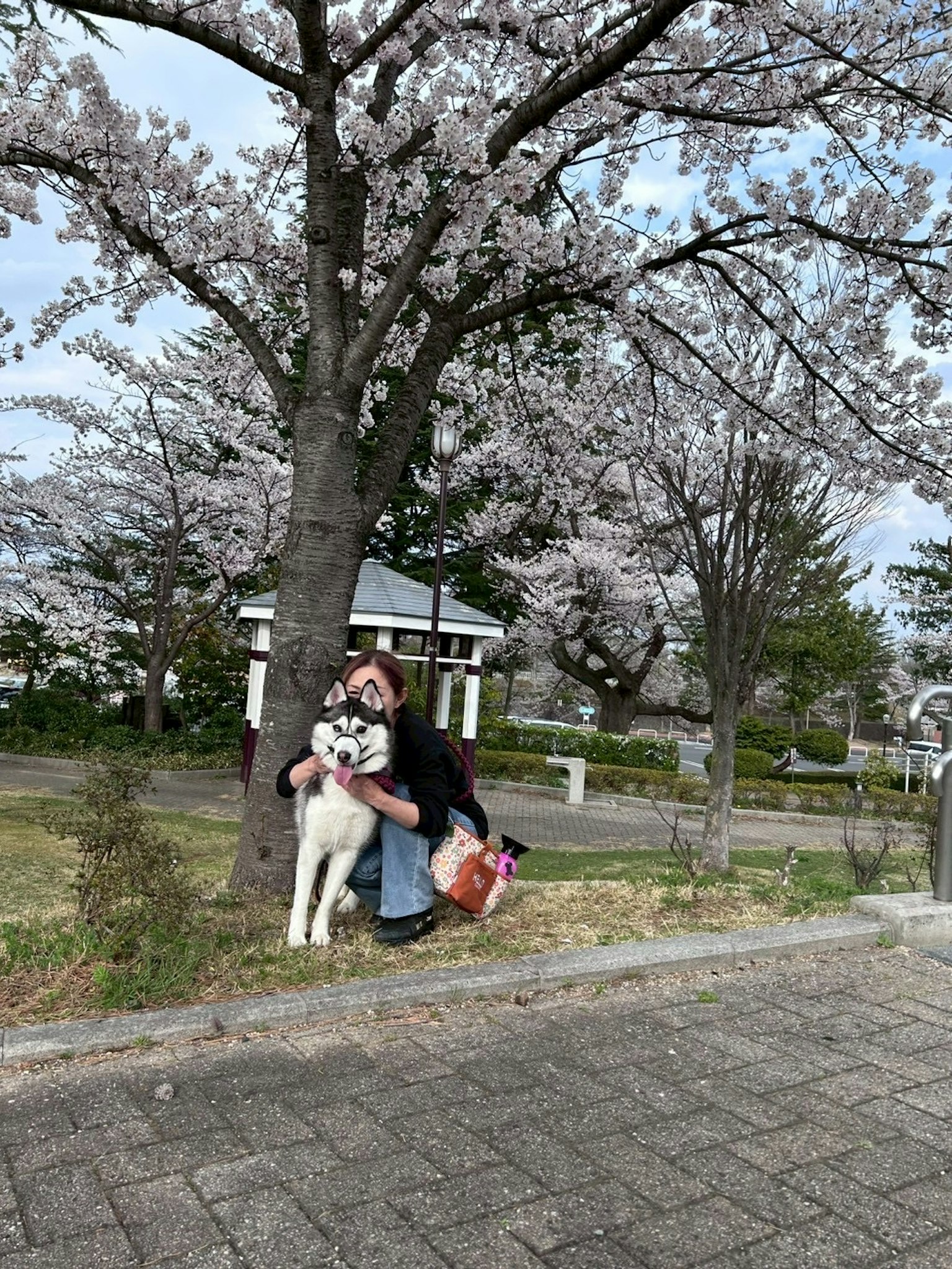 桜の木の下で犬を抱きしめる女性の写真