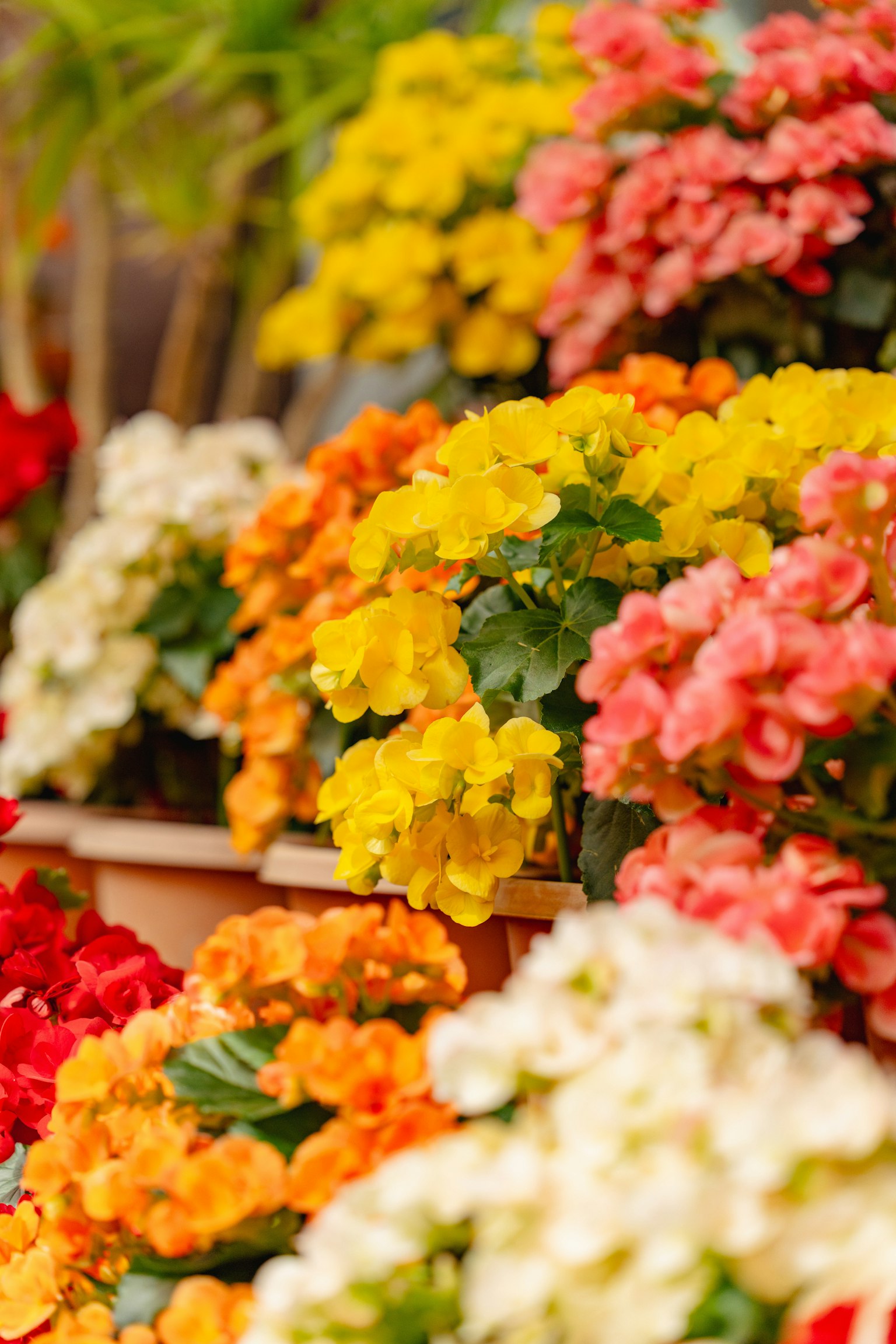 花卉展示的特寫，色彩鮮豔的花朵包括黃色、橙色、粉色和白色