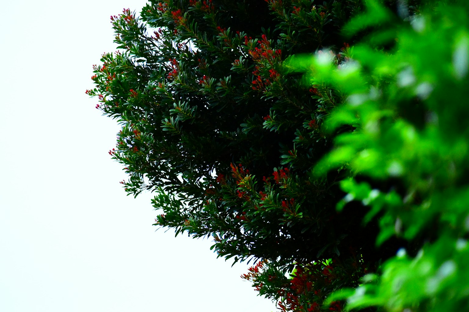 Parte de un árbol frondoso con un fondo de cielo pálido