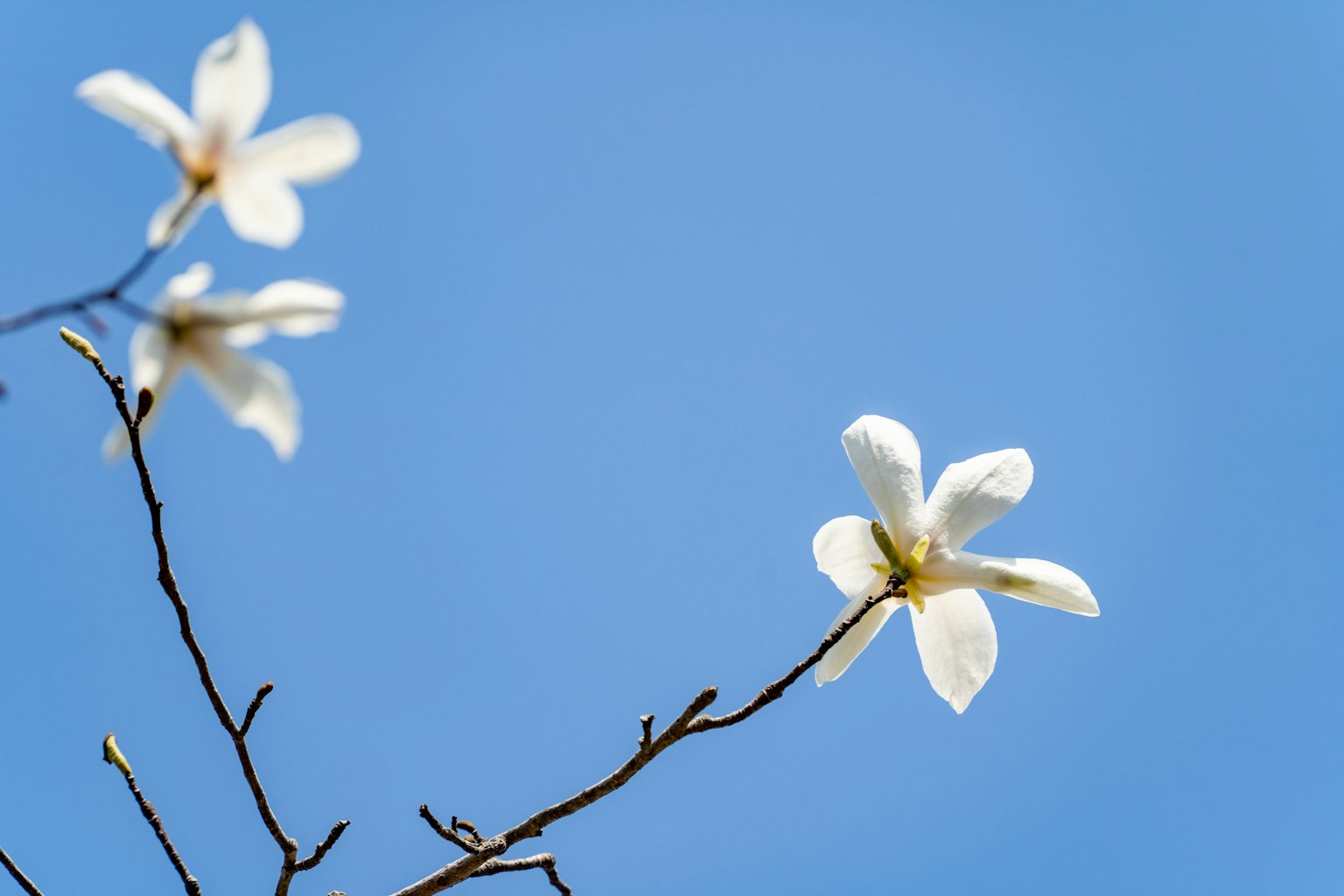 Une branche avec des fleurs blanches sur un ciel bleu