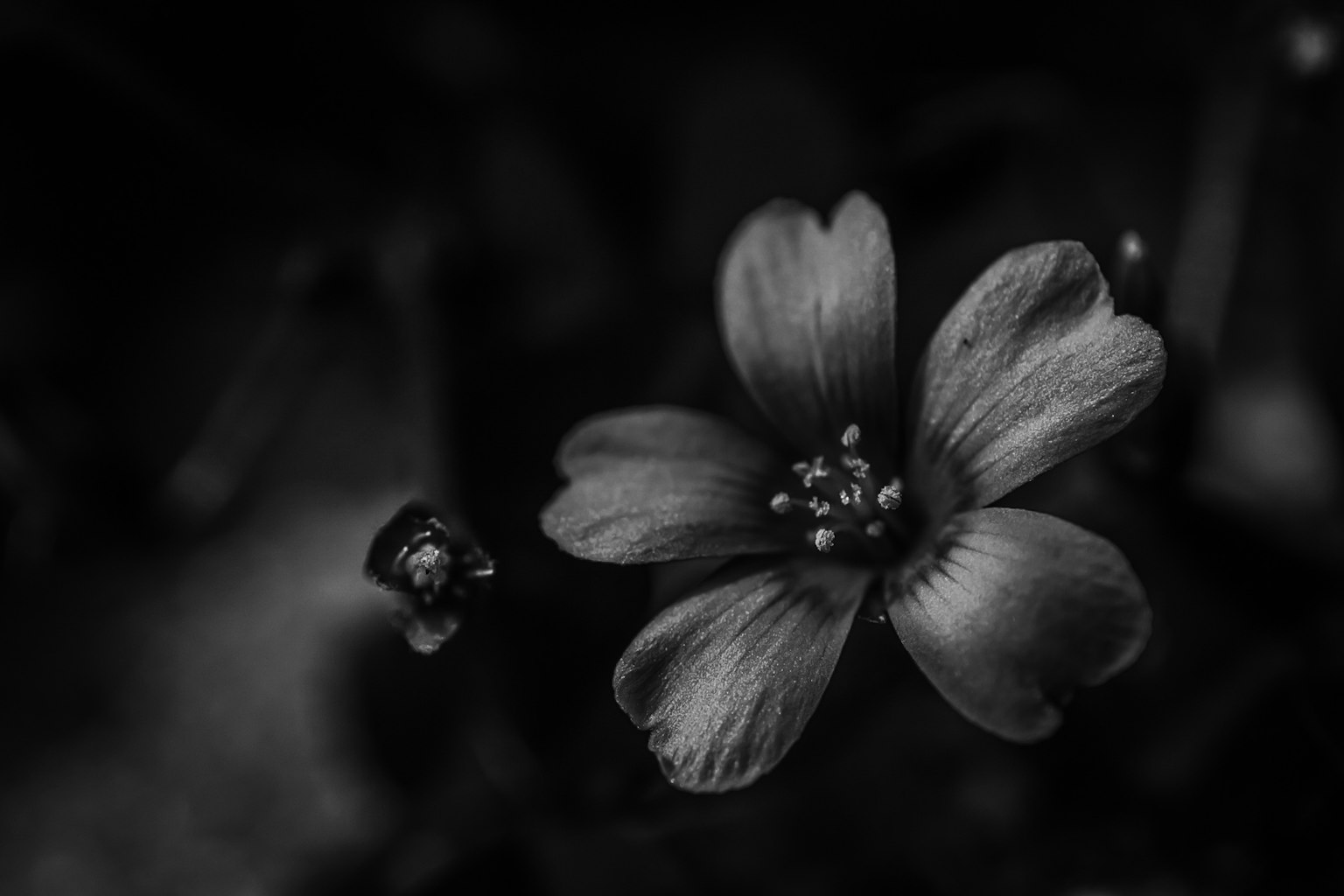 흑백 꽃의 클로즈업 섬세한 꽃잎과 중앙의 수술 군