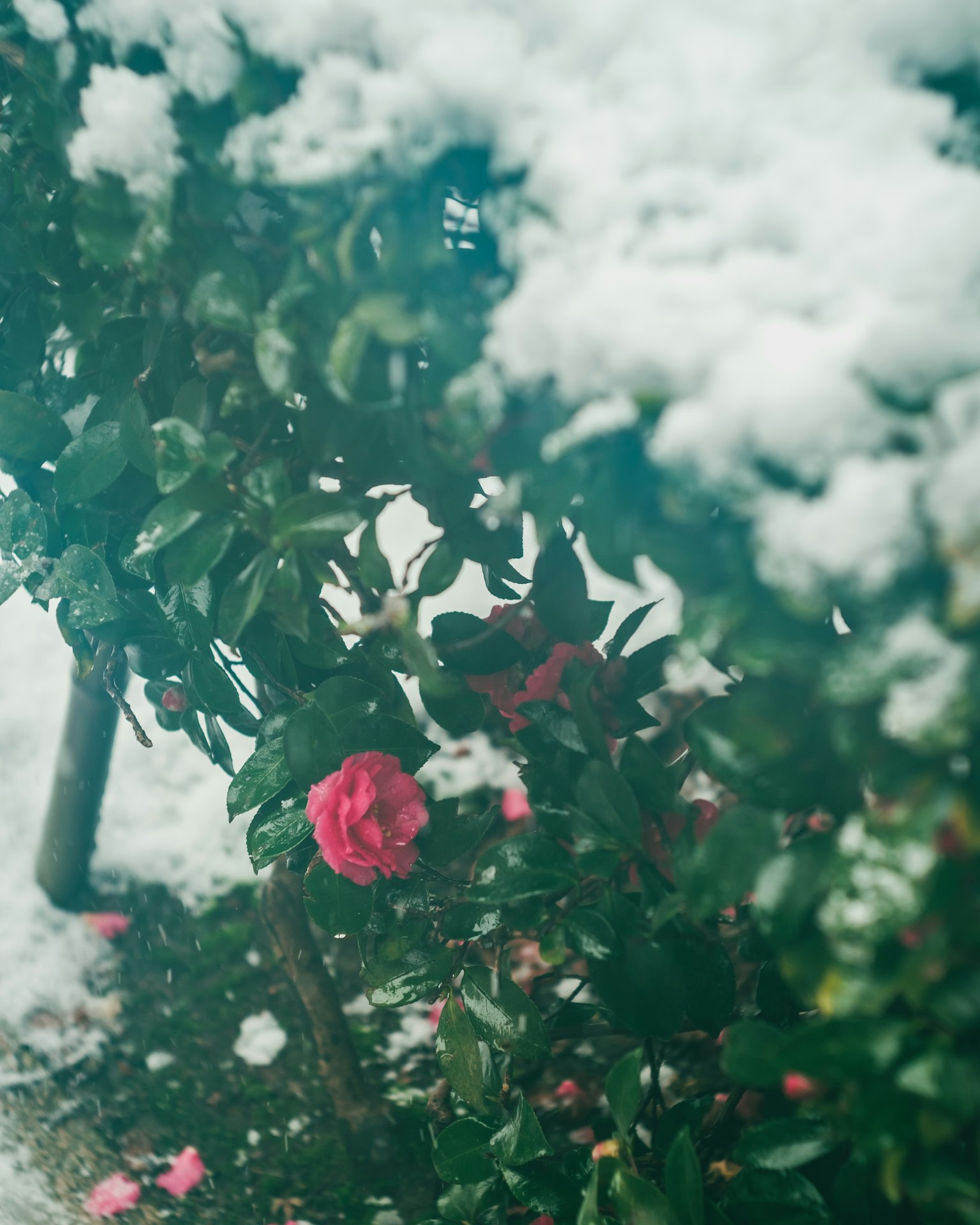 Pink rose among green leaves with snow