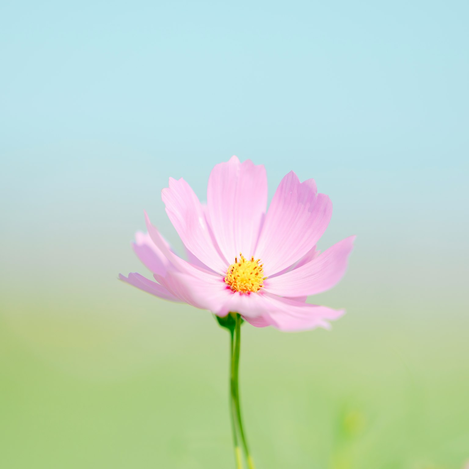 Bunga cosmos merah muda mekar di bawah langit biru muda