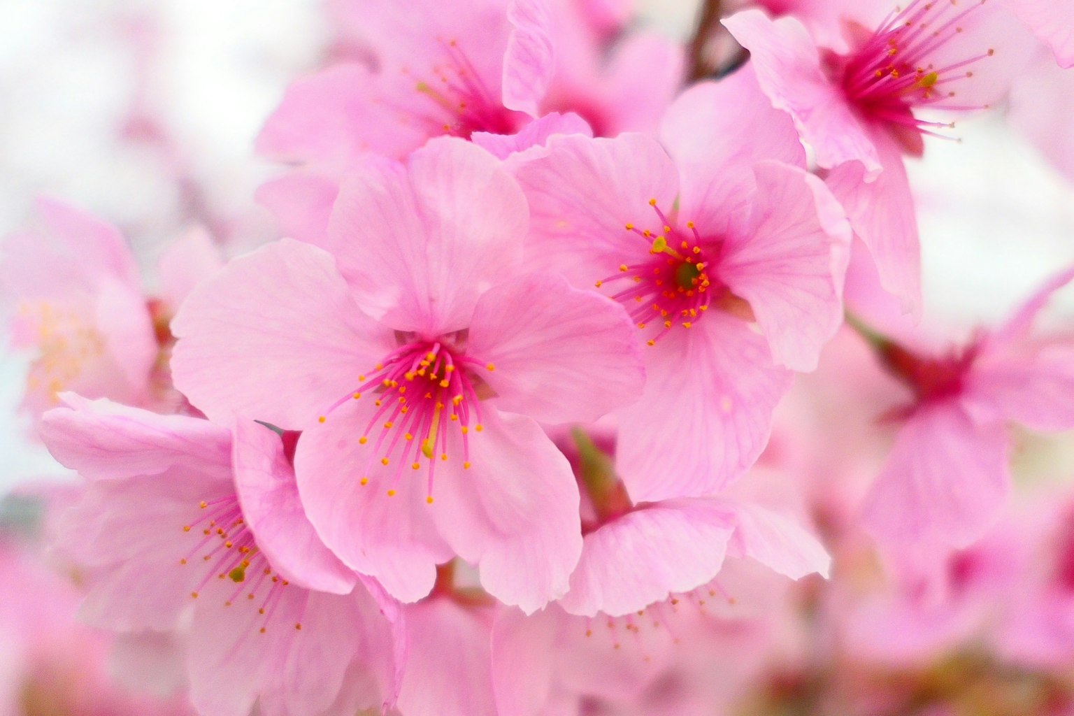 Kedekatan bunga ceri pink cerah yang mekar