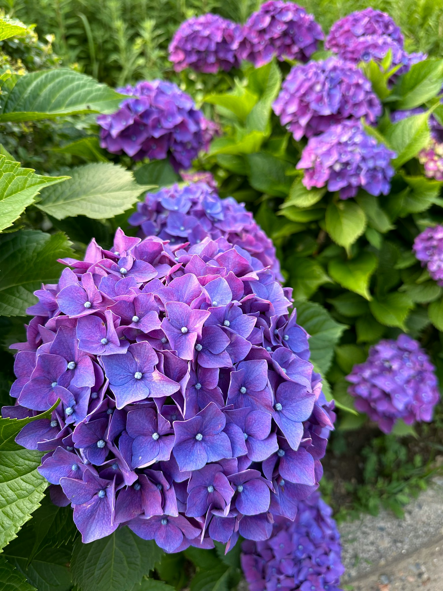 푸른 정원에 있는 생생한 보라색 수국