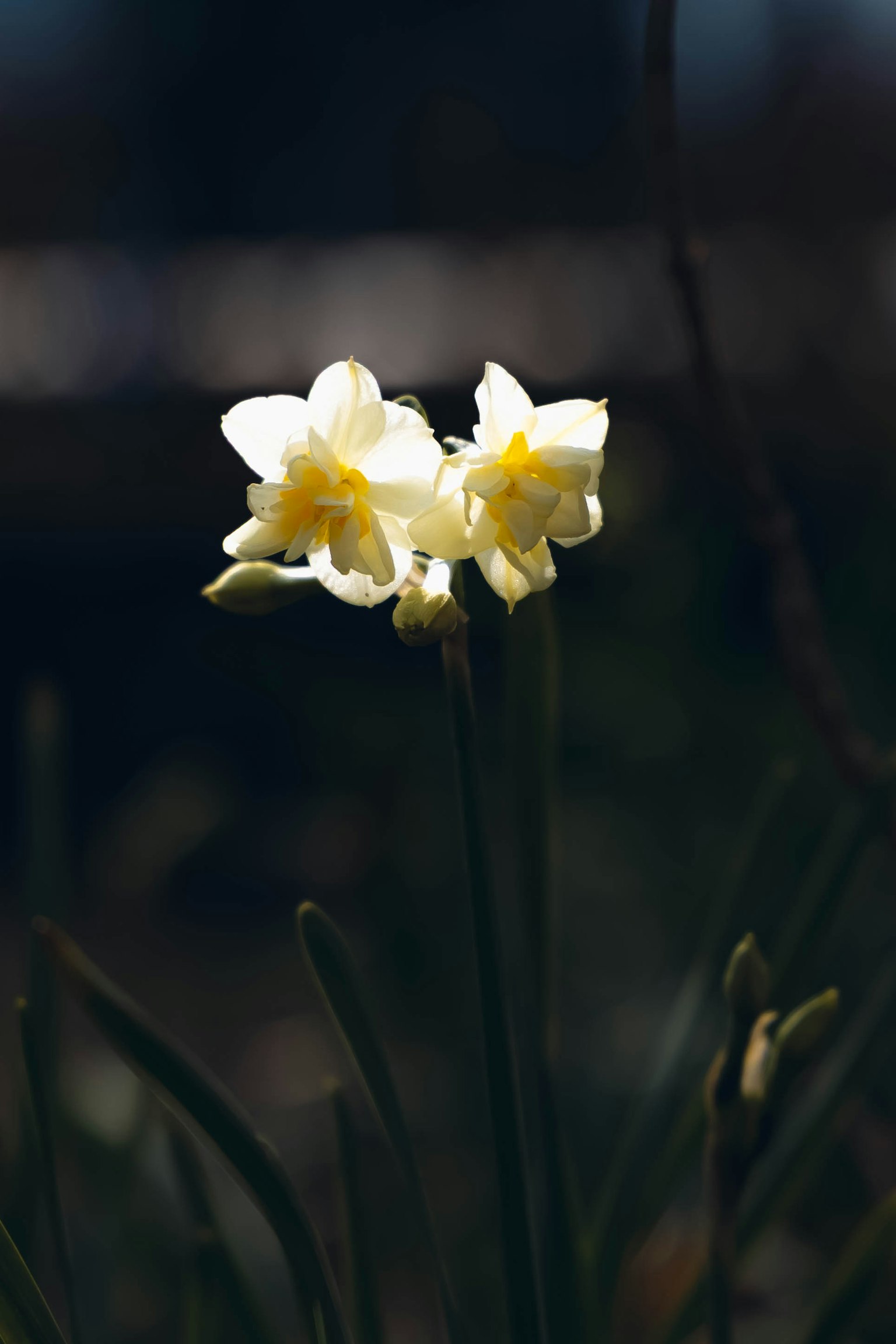 Flores de narcisos blancos floreciendo contra un fondo oscuro