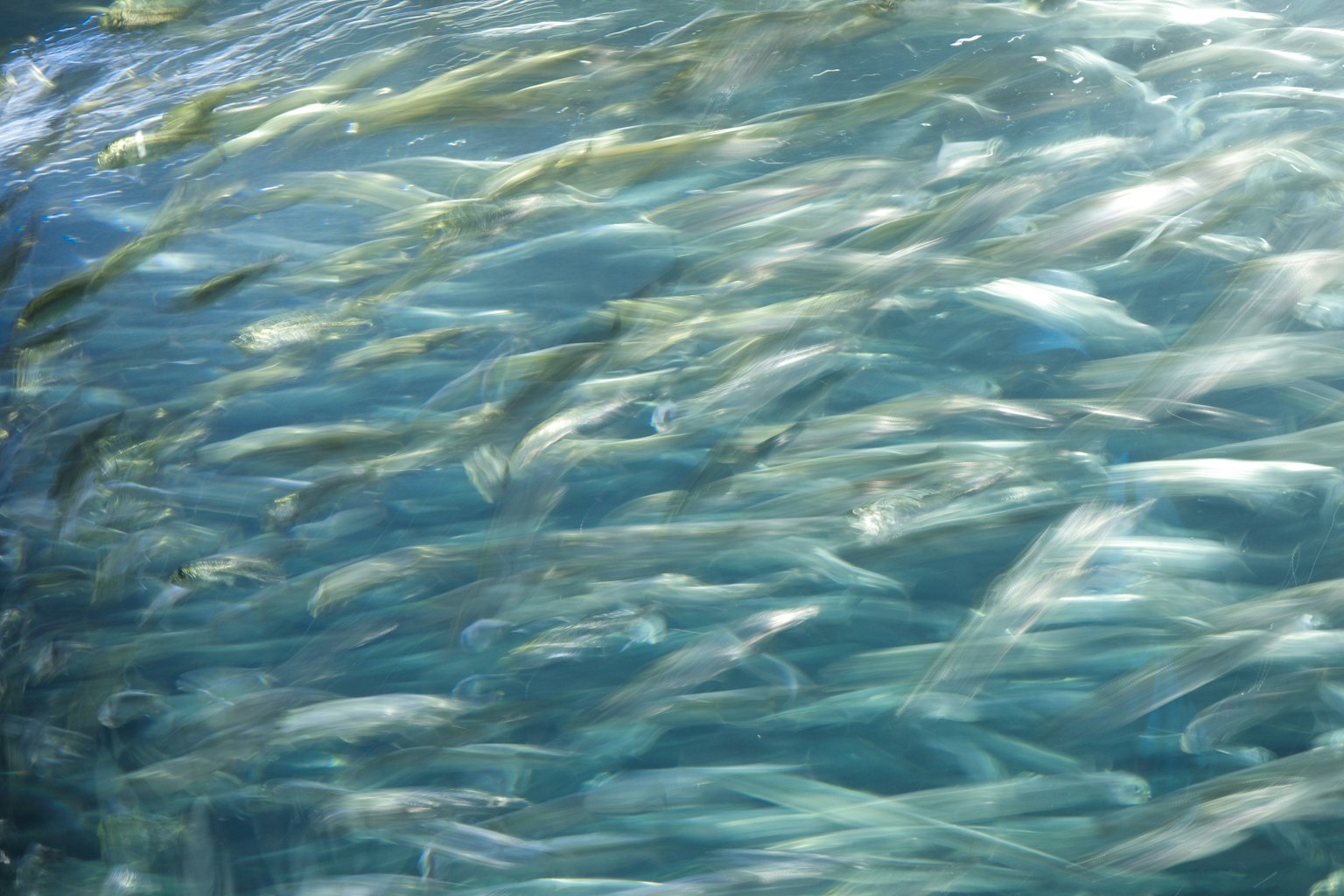 水中を泳ぐ魚の群れが青い水に映る