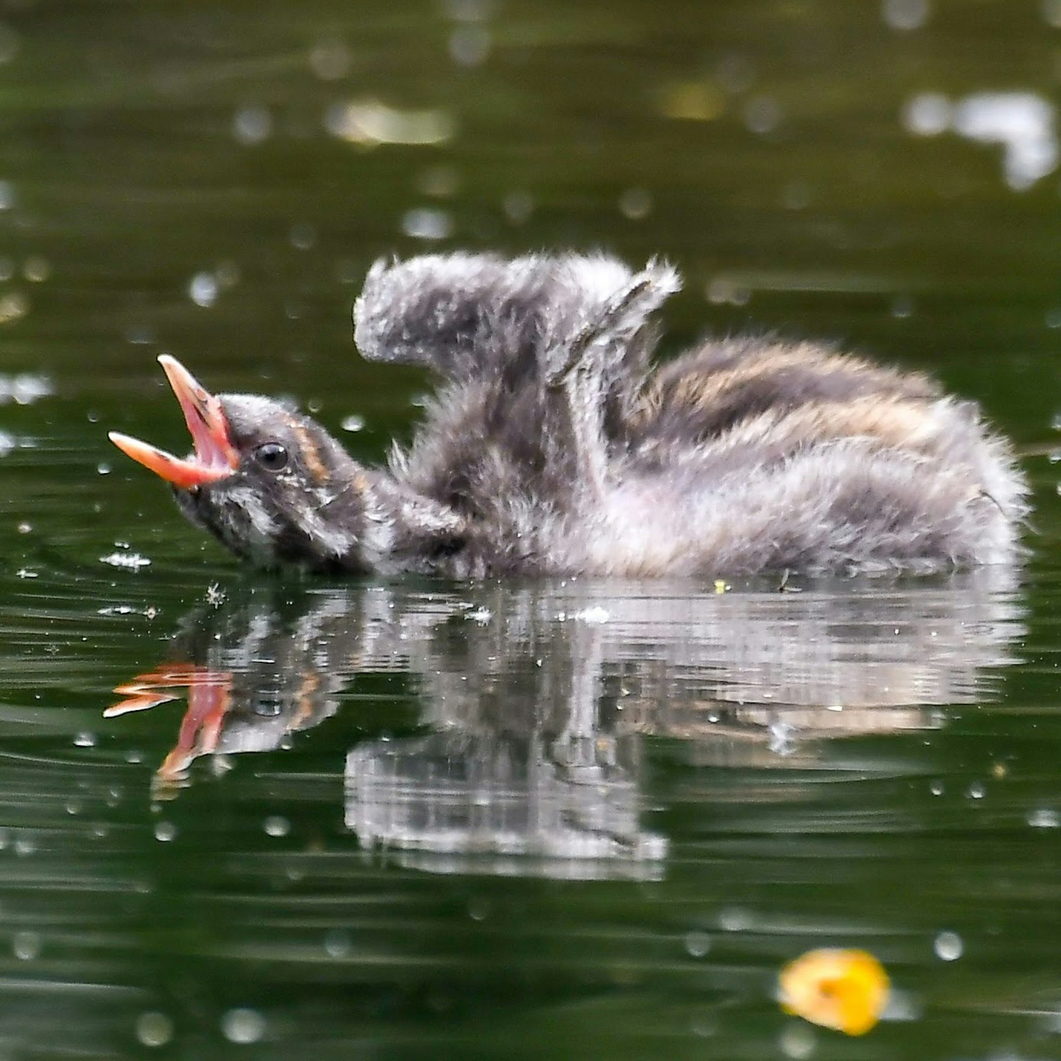 Ein Küken, das an der Wasseroberfläche schwimmt und ruft