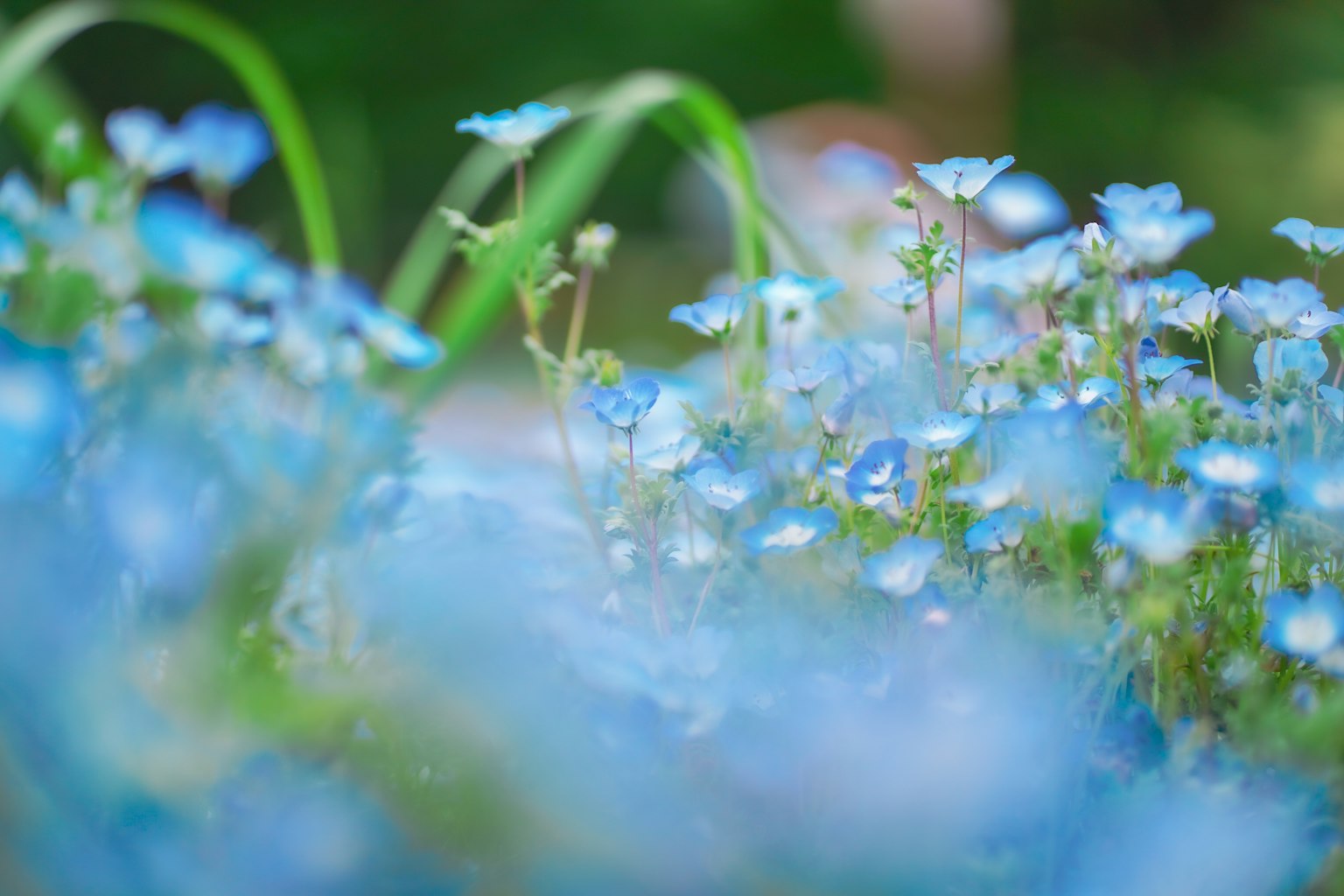 Un paysage magnifique rempli de fleurs bleues en fleurs