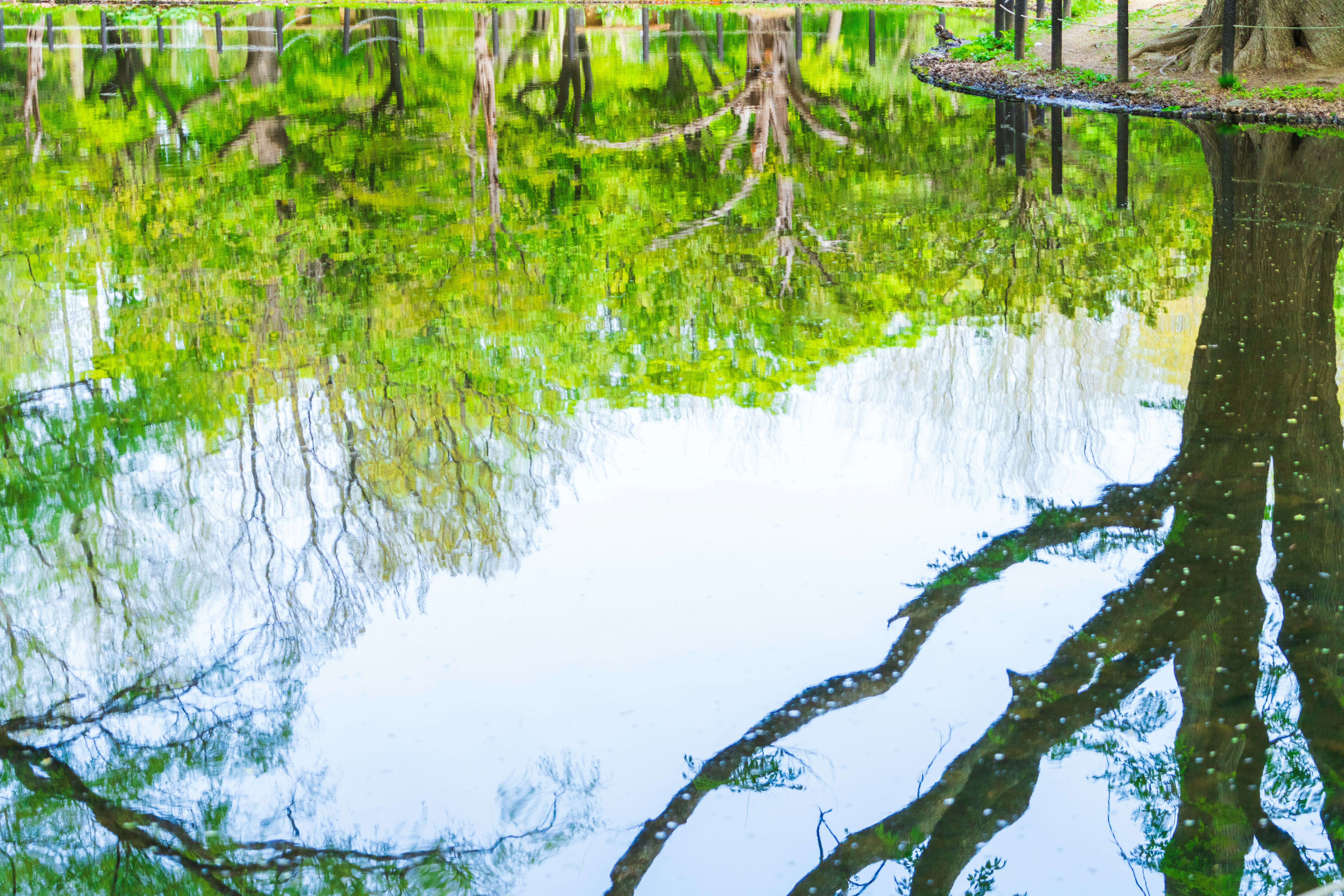 pond scene with tree branches and green leaves reflected on the water