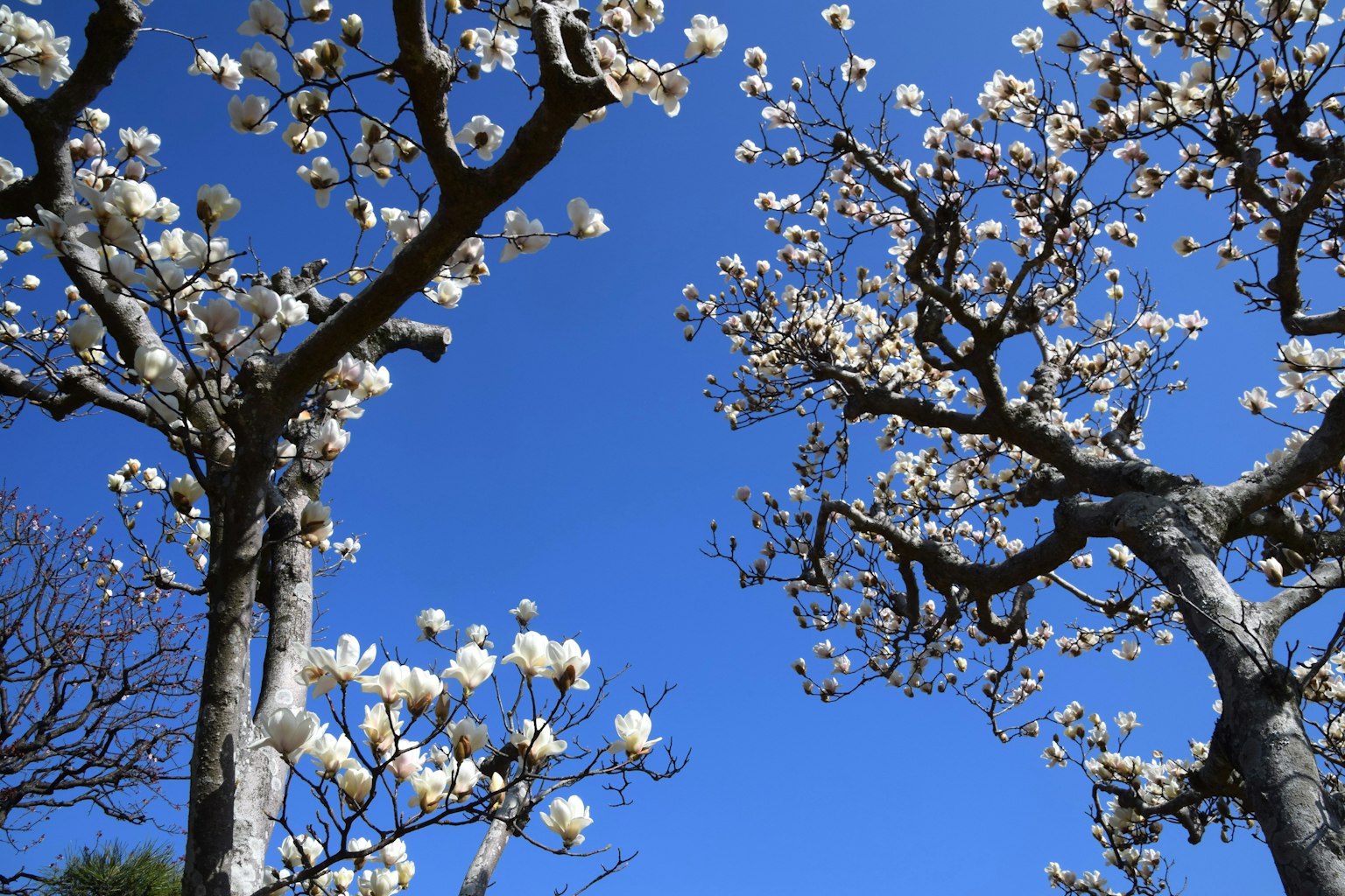 Belle scène d'arbres avec des fleurs blanches sous un ciel bleu