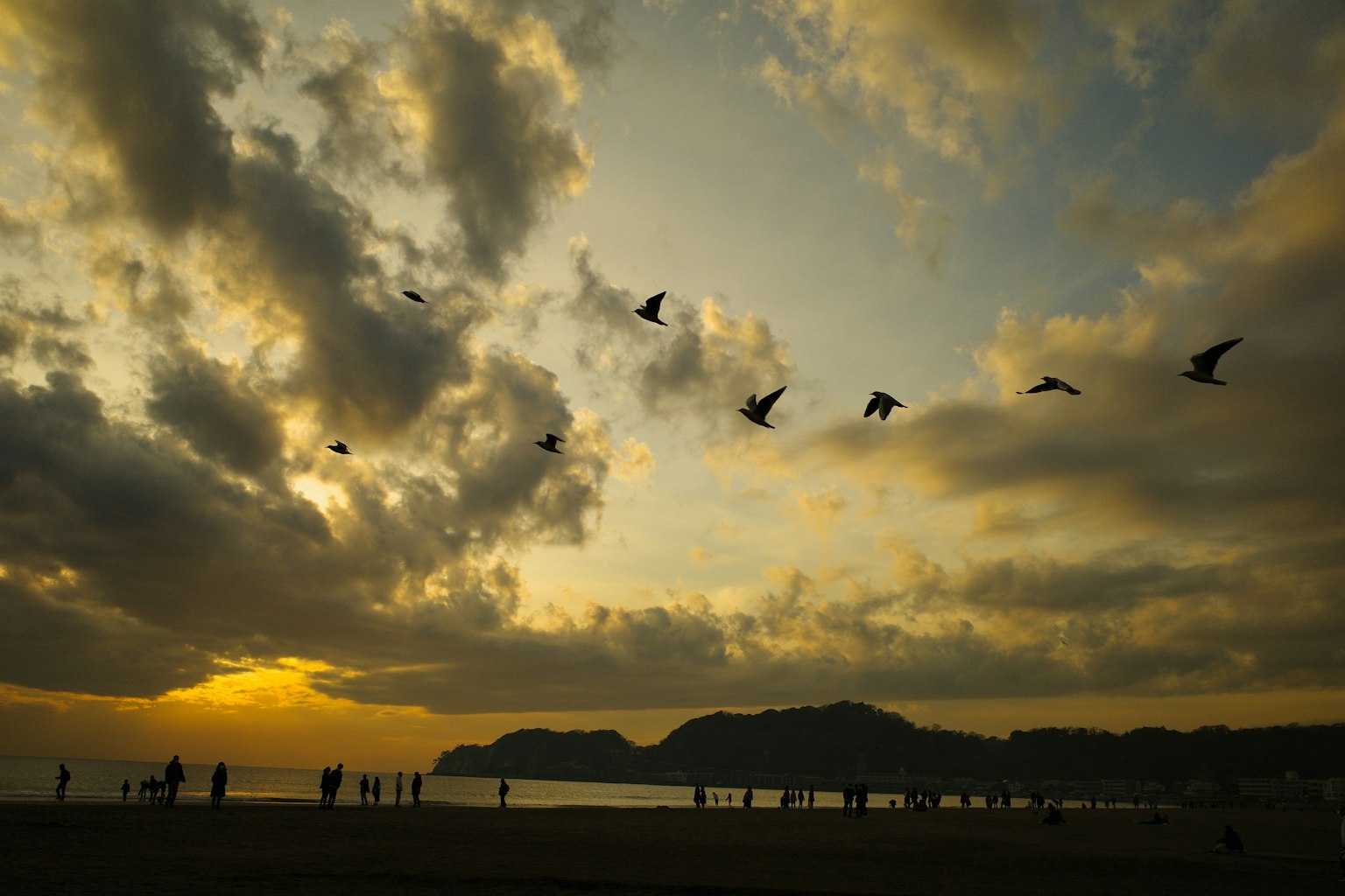 Silhouette of birds flying against a sunset over the beach