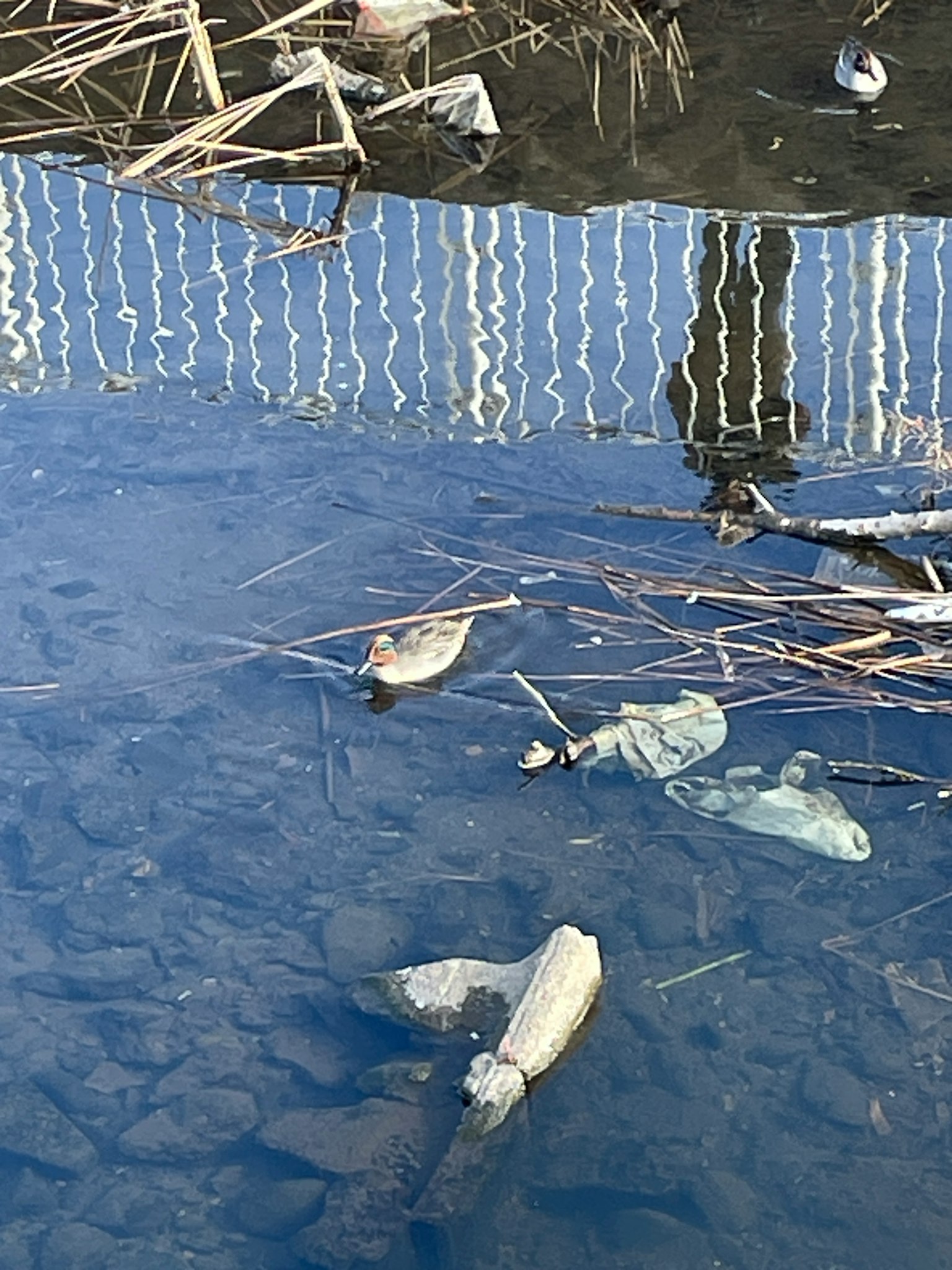 Poissons flottant à la surface de l'eau avec des roseaux