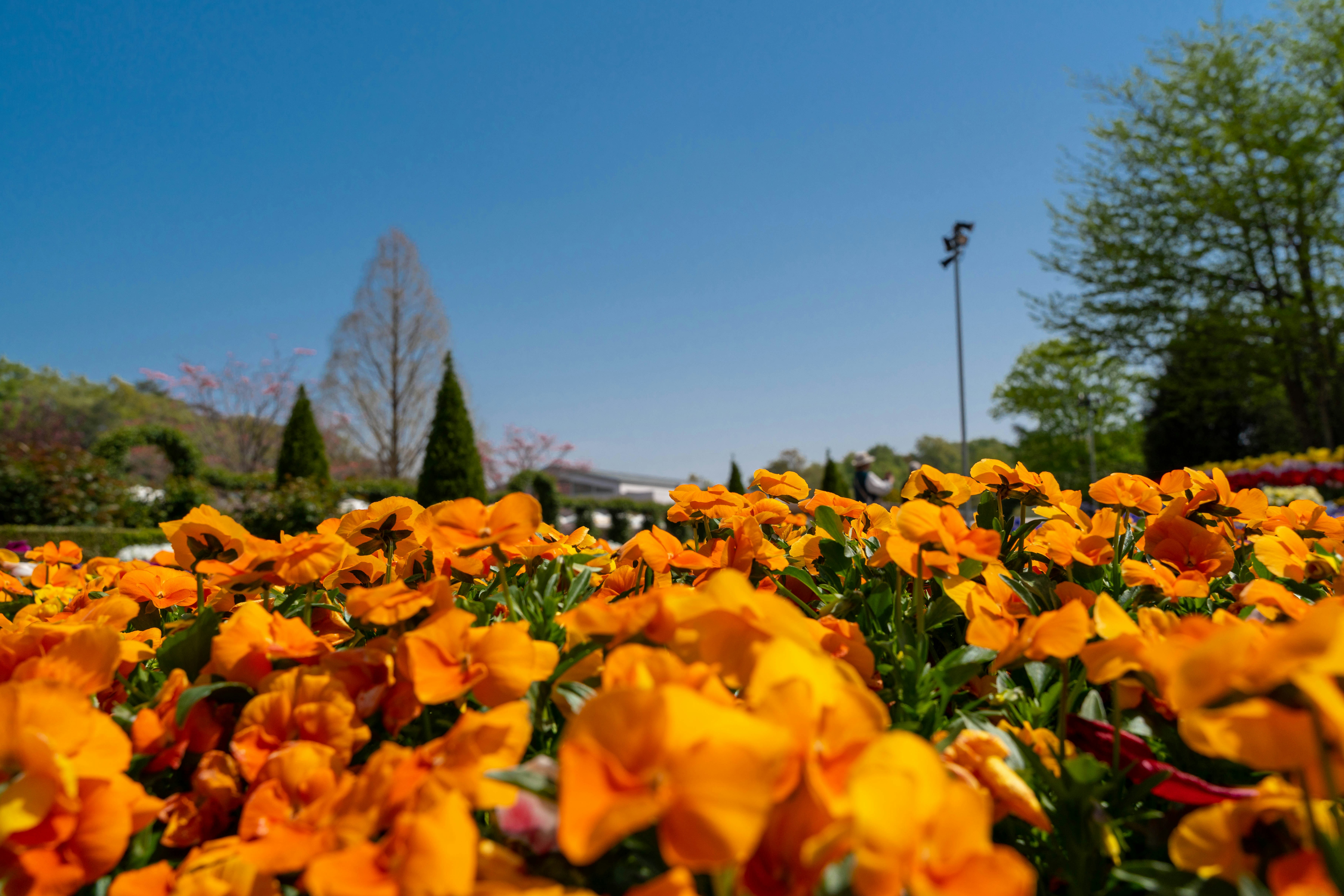 Vibrant orange flowers under a clear blue sky