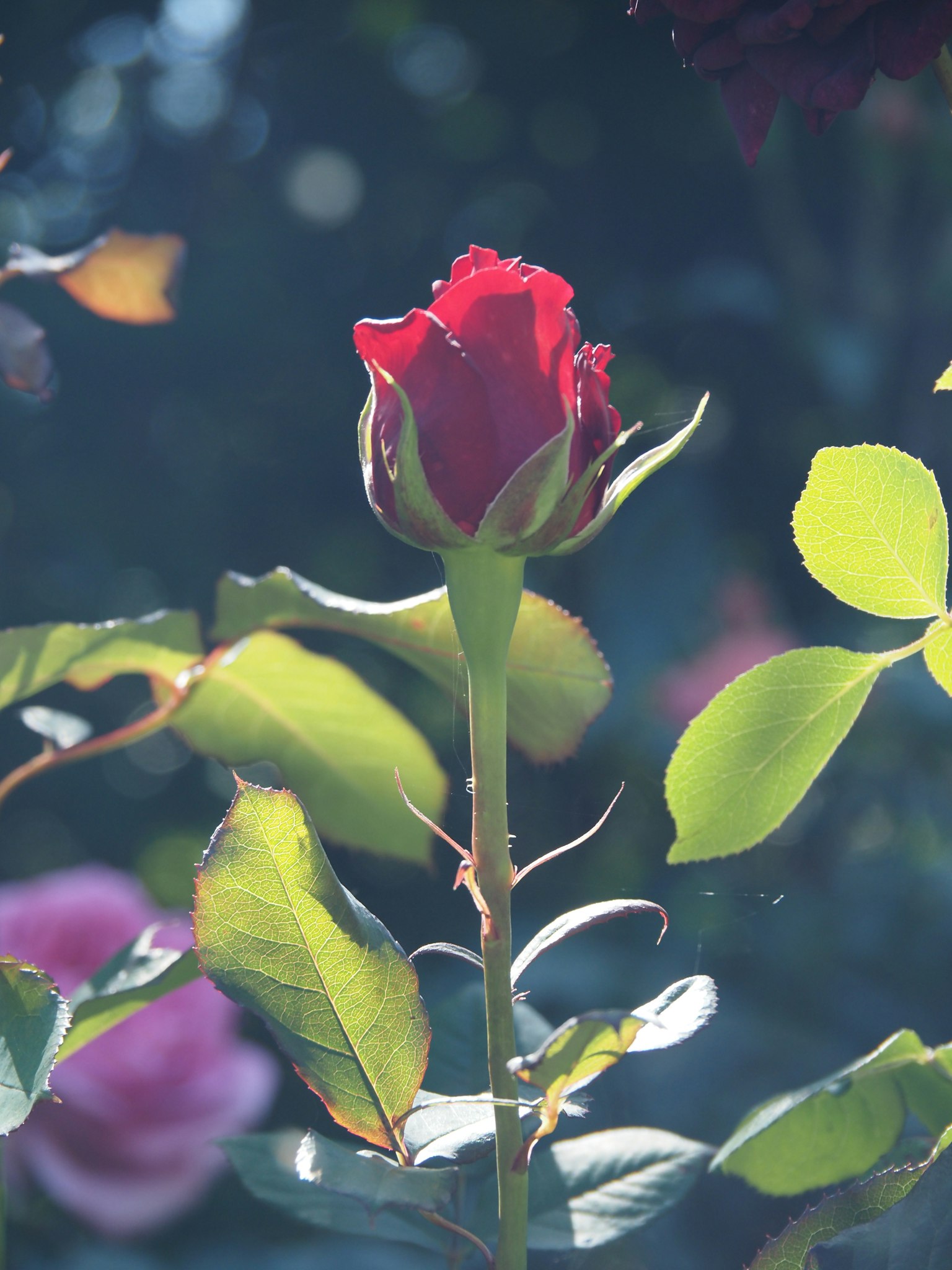 Lebensfrohes rotes Rosenknospe mit grünen Blättern