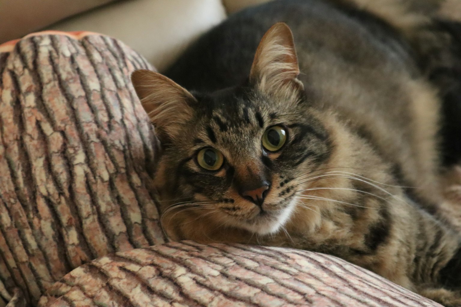 A cat lying on a textured cushion with a tree bark pattern