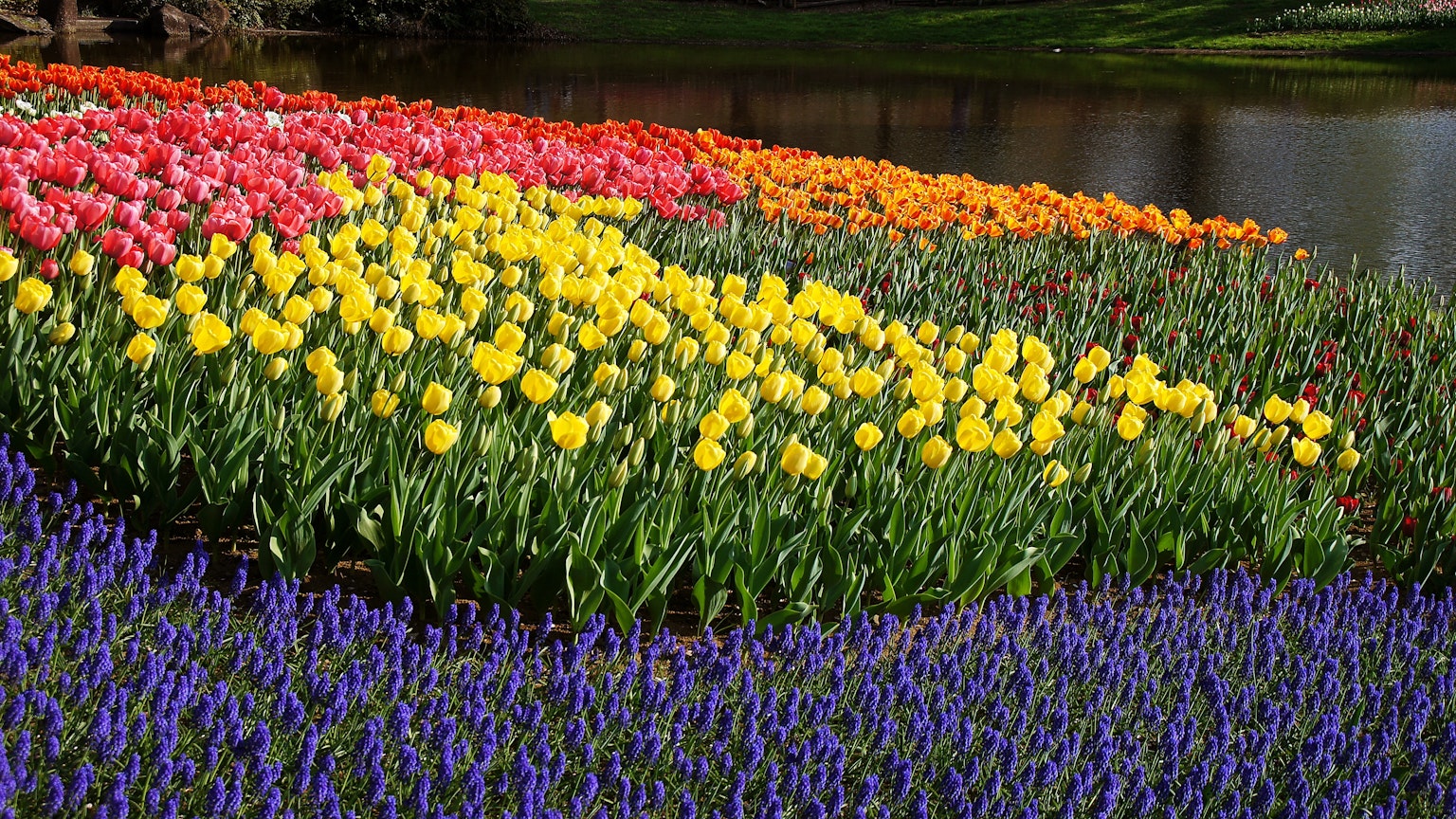 Hoa tulip đầy màu sắc và muscari nở trong một vườn hoa đẹp