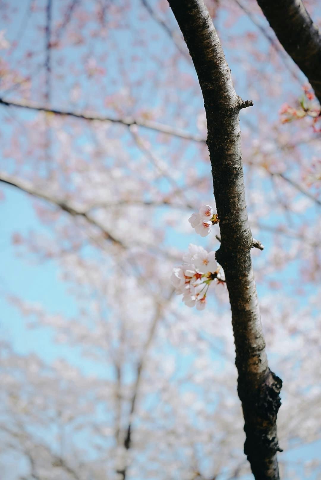 Bunga sakura di dahan dengan langit biru