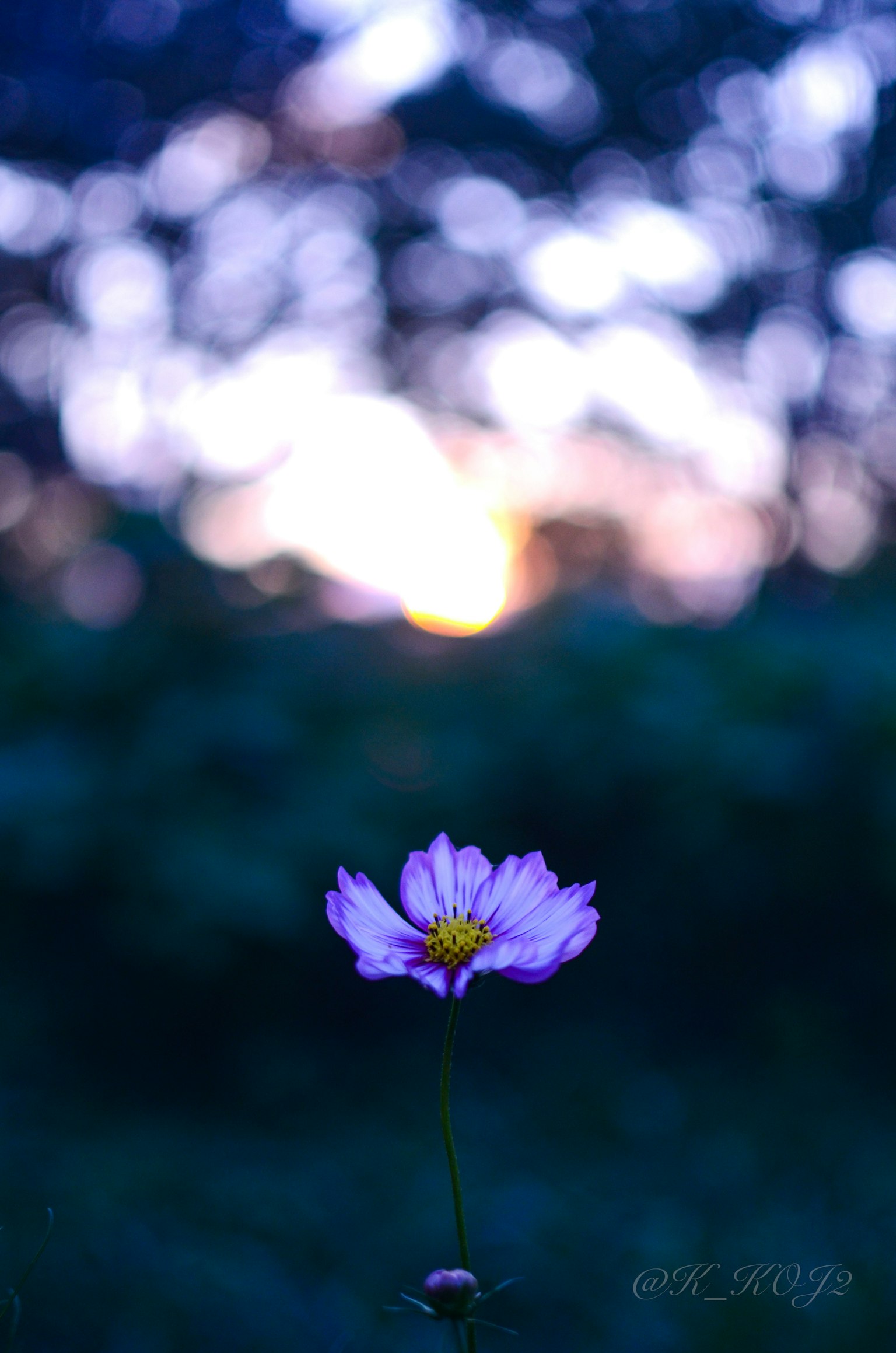 Eine einzelne Blume, die in der Dämmerung blüht mit lila Tönen im Hintergrund weißen Blütenblättern und einem gelben Zentrum