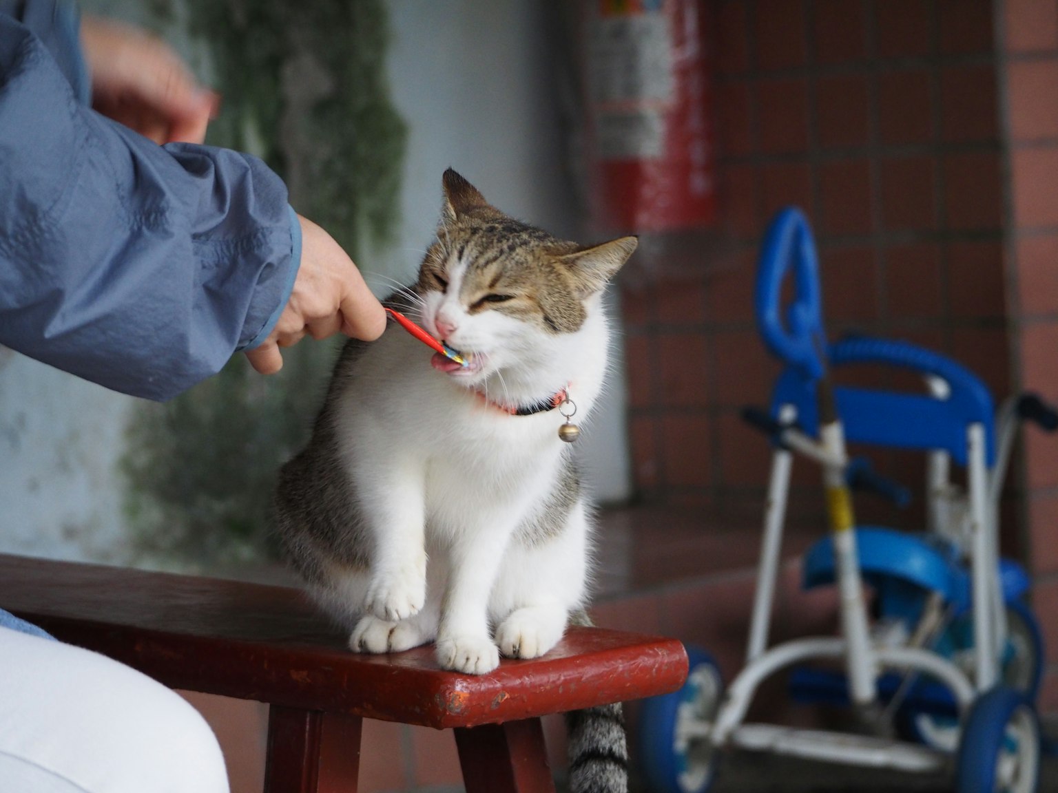 一个人正在给一只猫喂零食，猫看起来很满足