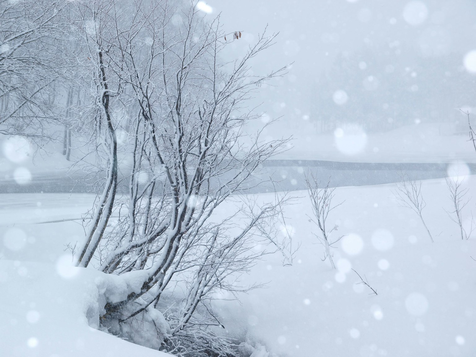 Snow-covered landscape with white trees and falling snow