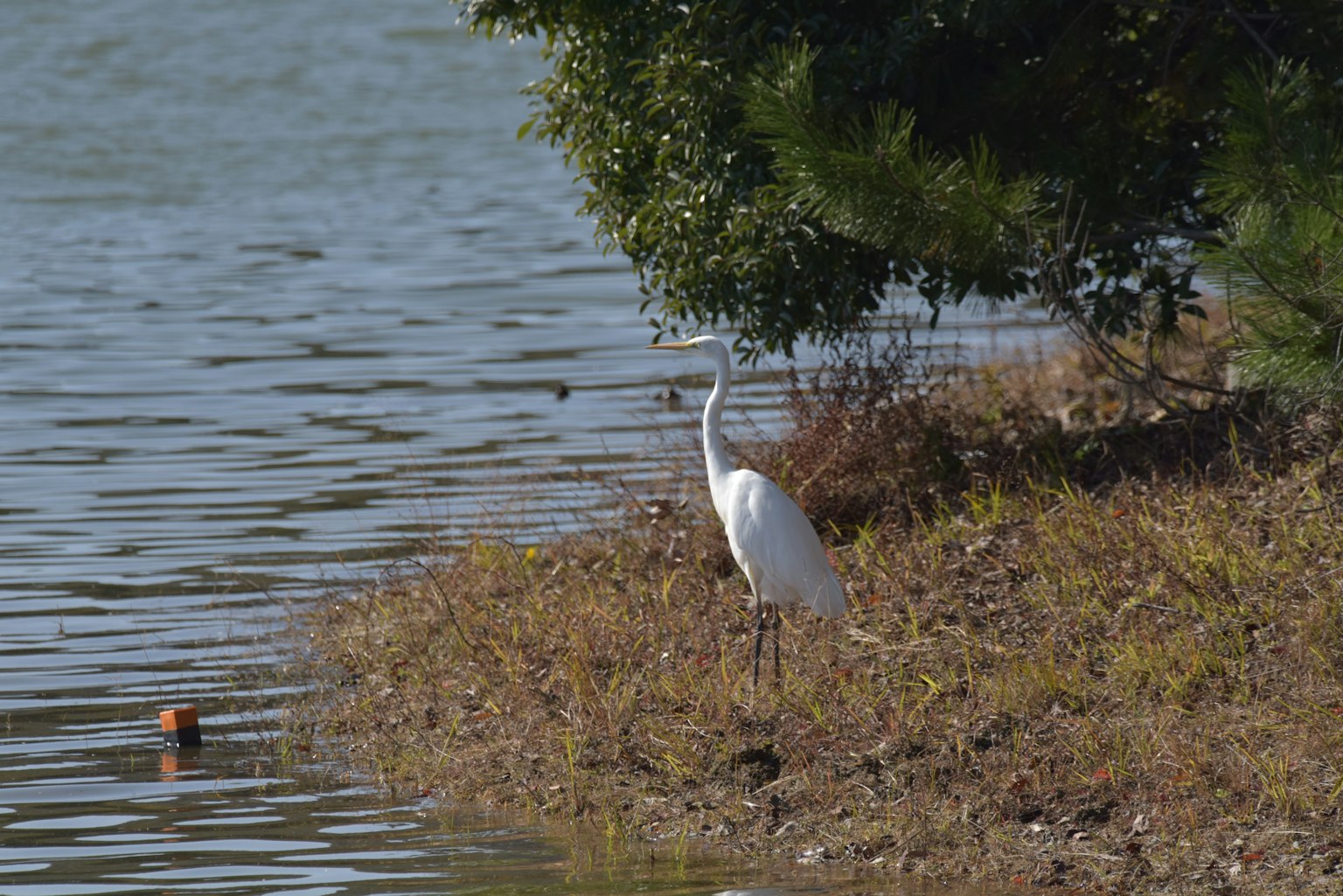 A white heron standing on the grass by the water