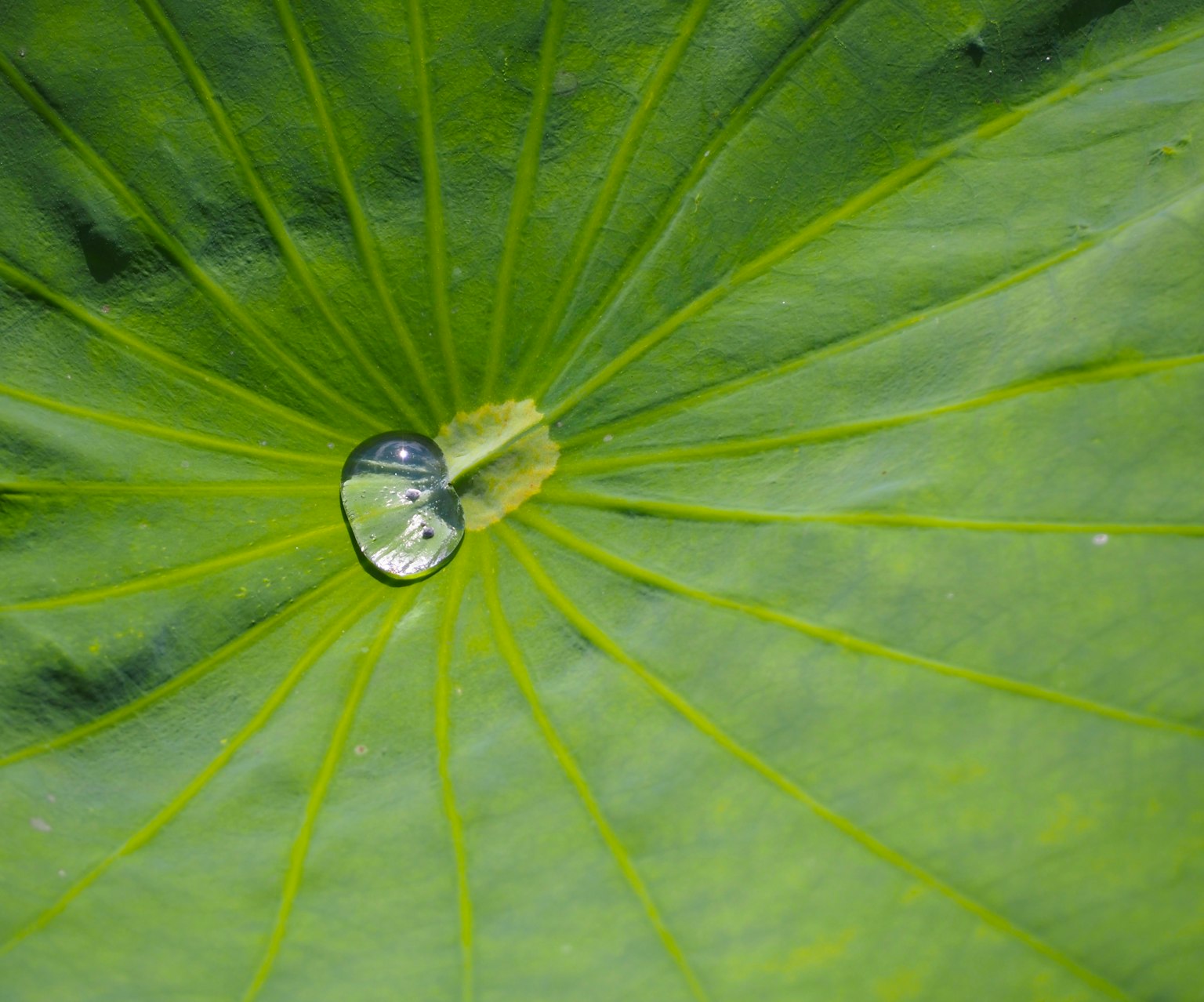 Immagine di una goccia d'acqua su una foglia verde