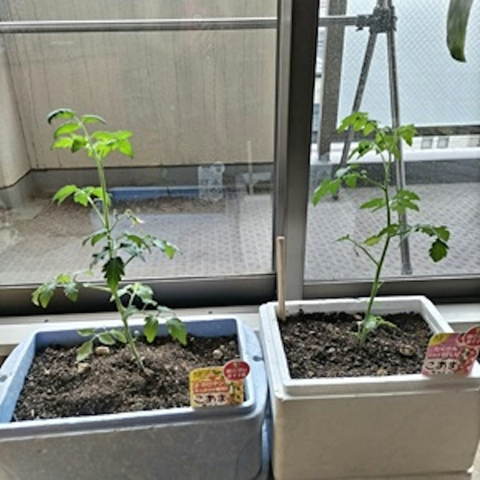 Due vasi con piantine di pomodoro in crescita accanto a una finestra