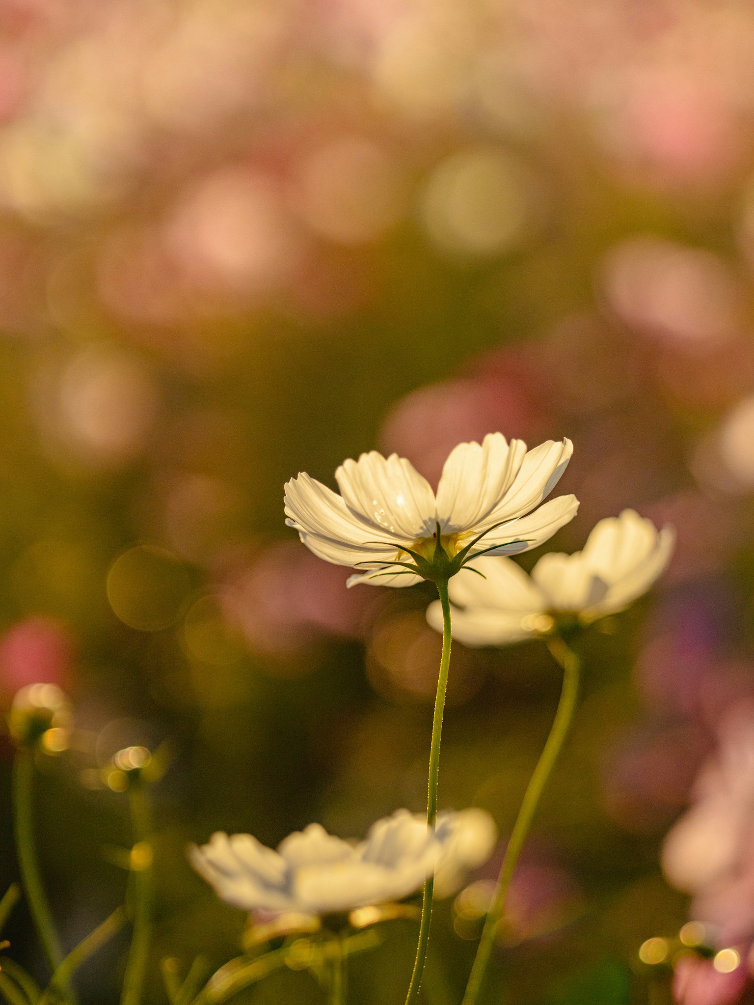 부드러운 배경에 핀 흰 꽃의 클로즈업