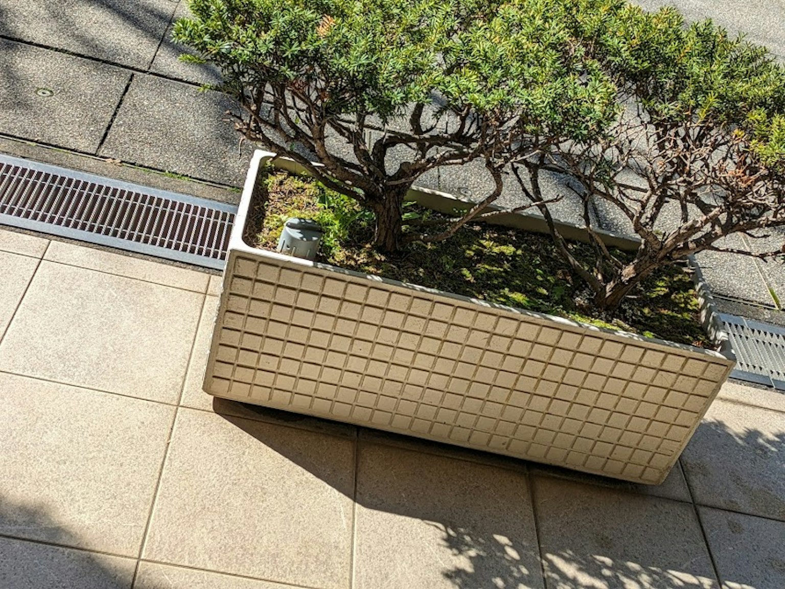 Ein weißer Blumentopf mit einem kleinen Baum und grünem Gras