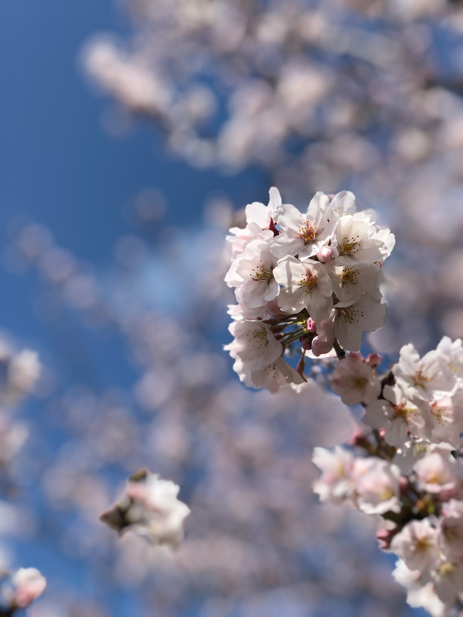 Close-up of cherry blossoms against a blue sky