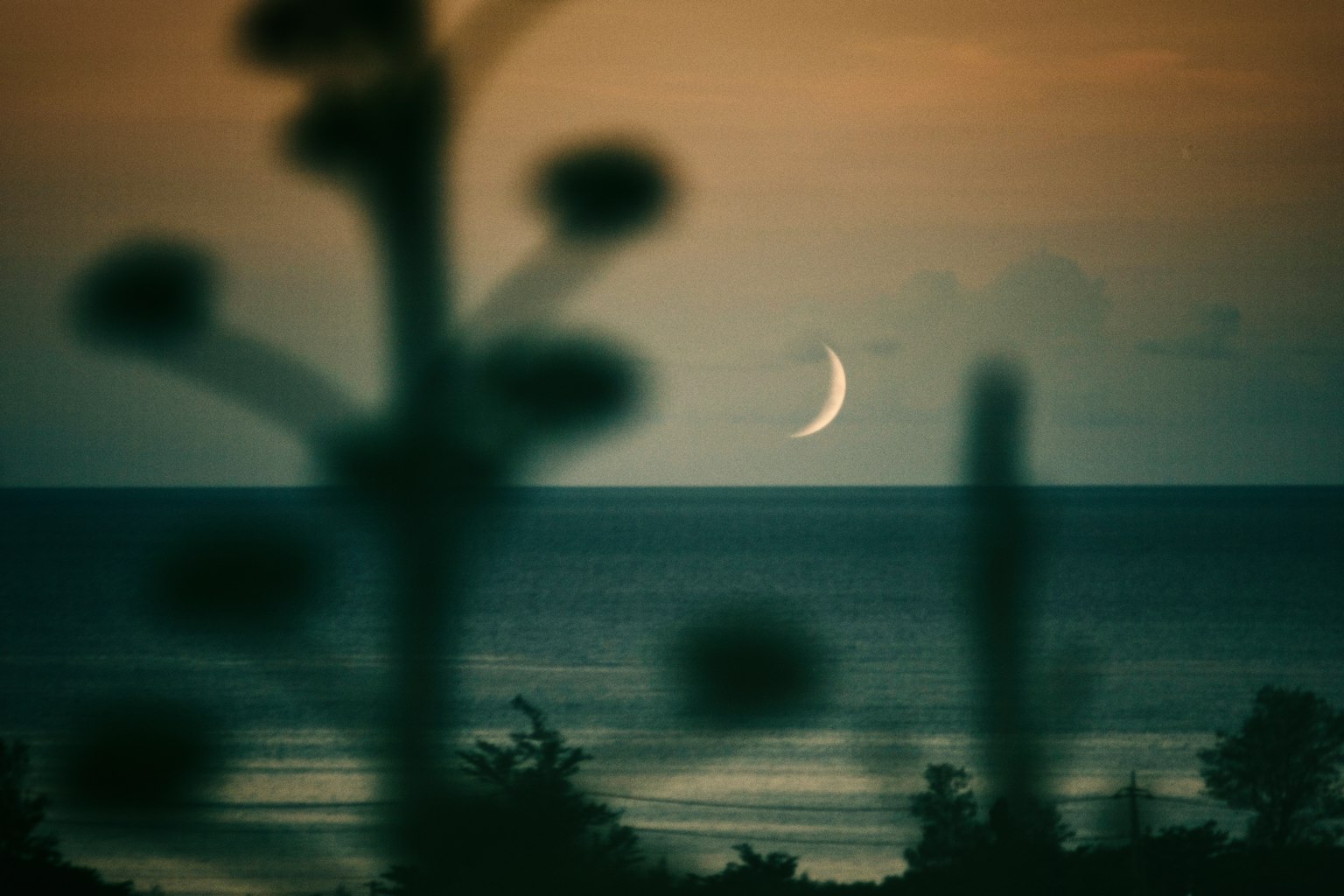 Siluet tanaman yang kabur dengan pemandangan indah laut dan bulan sabit