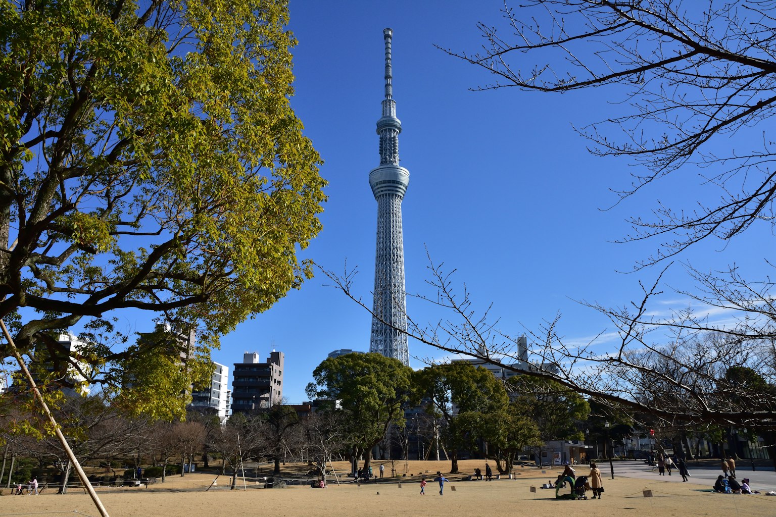 公园背景中的东京晴空塔景观