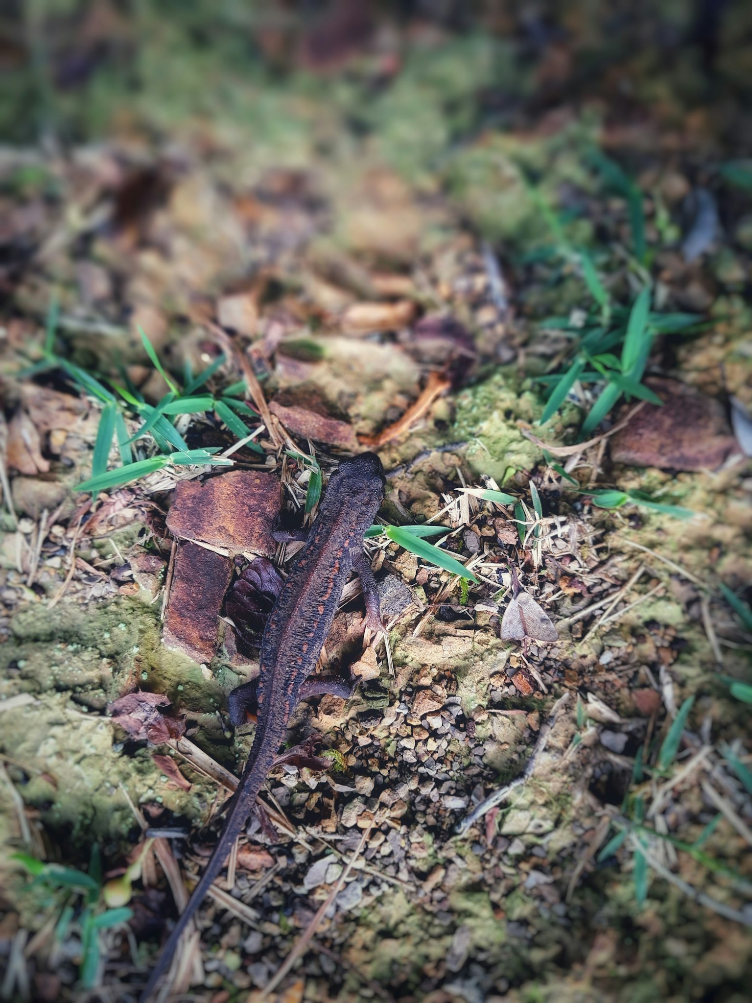 Una pequeña criatura parecida a un lagarto en el suelo con hierba verde