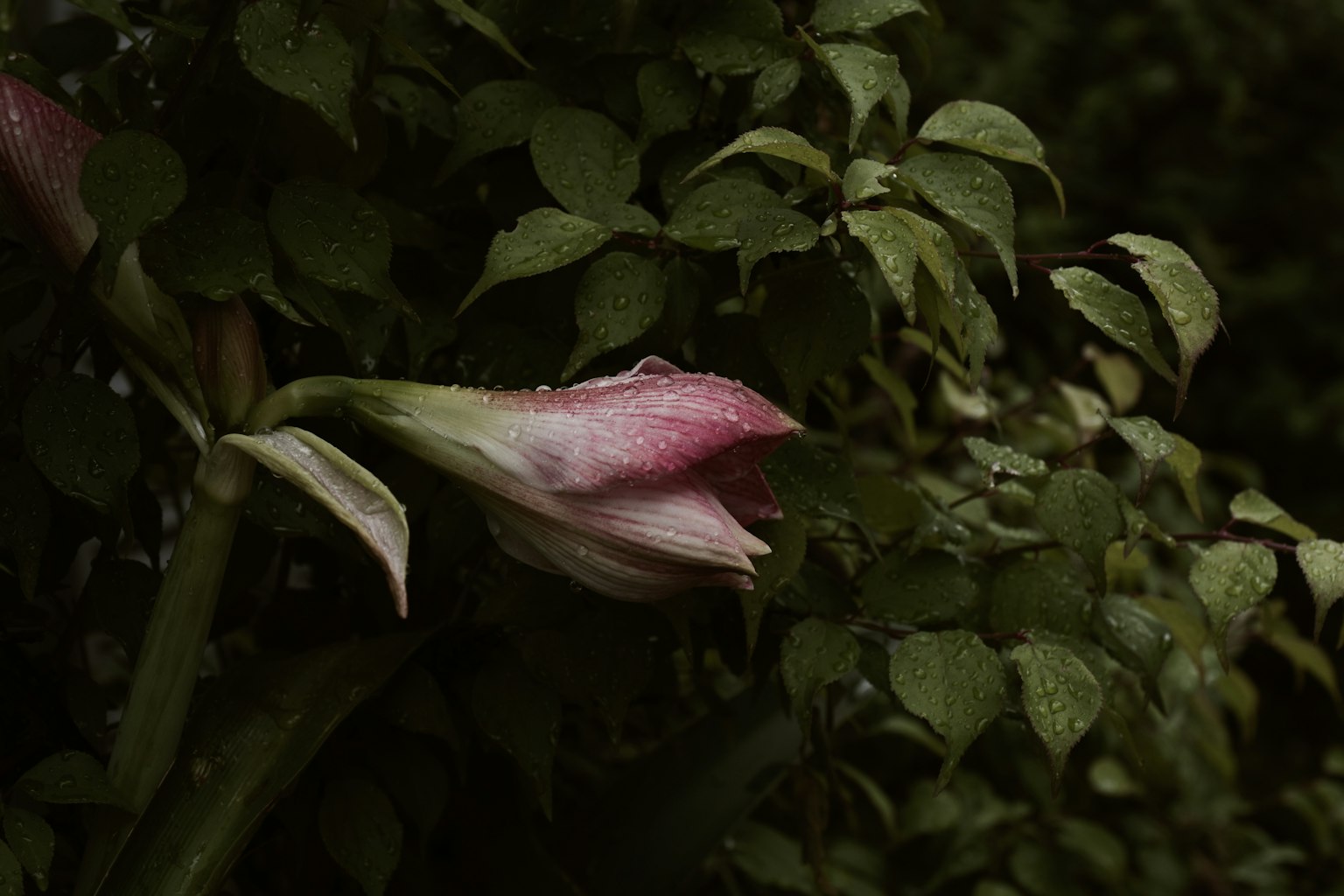 Rosa Blütenknospe umgeben von grünen Blättern