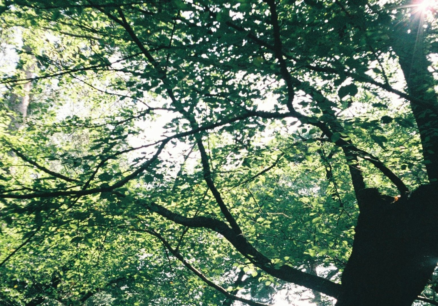 Tree branches with lush green leaves and sunlight filtering through a forest